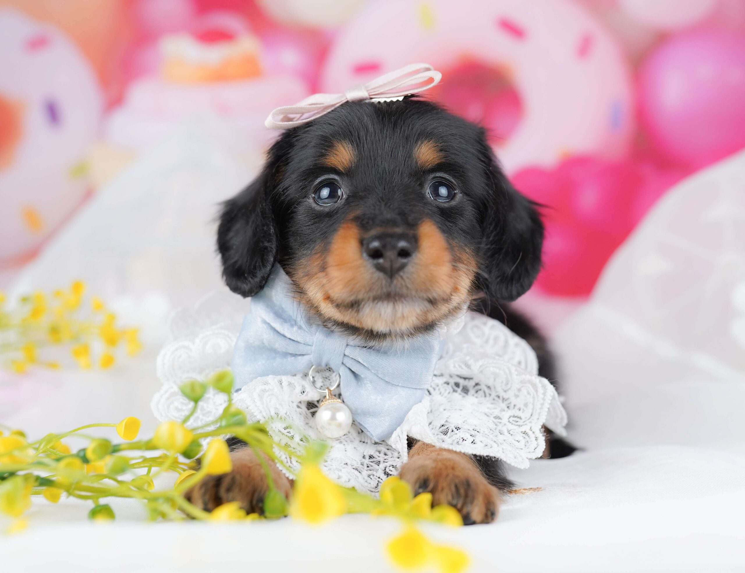 ミニチュア・ダックスフンド(ロング) | 男の子 | ブラック＆タン | 2026年1月30日