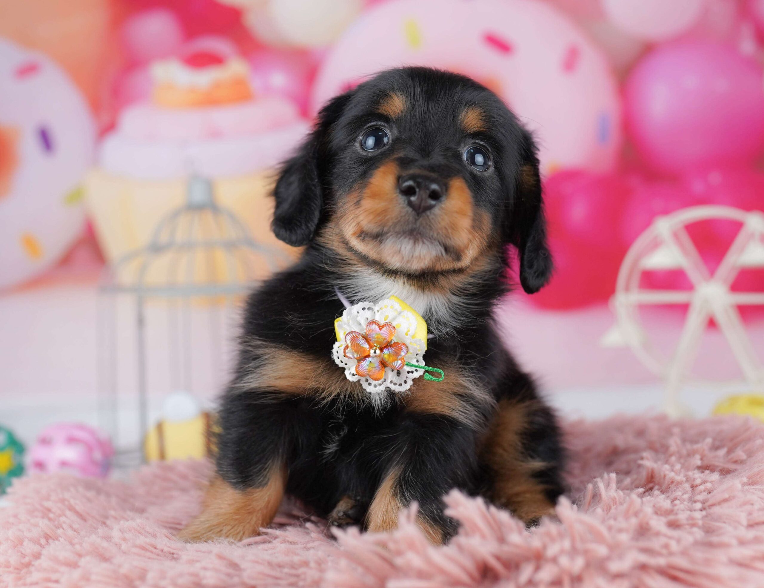 ミニチュア・ダックスフンド(ロング) | 男の子 | ブラック＆タン | 2026年1月30日