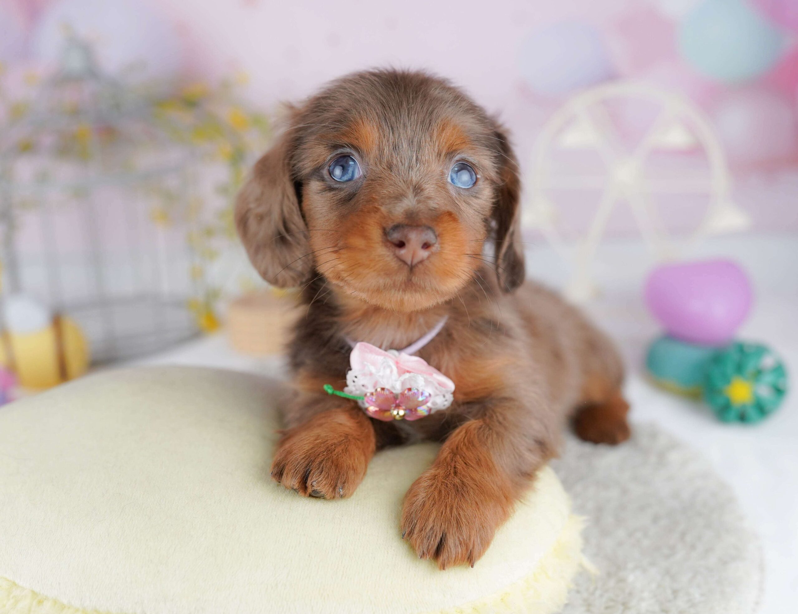 ミニチュア・ダックスフンド(ロング) | 女の子 | チョコレートダップル | 2026年1月30日