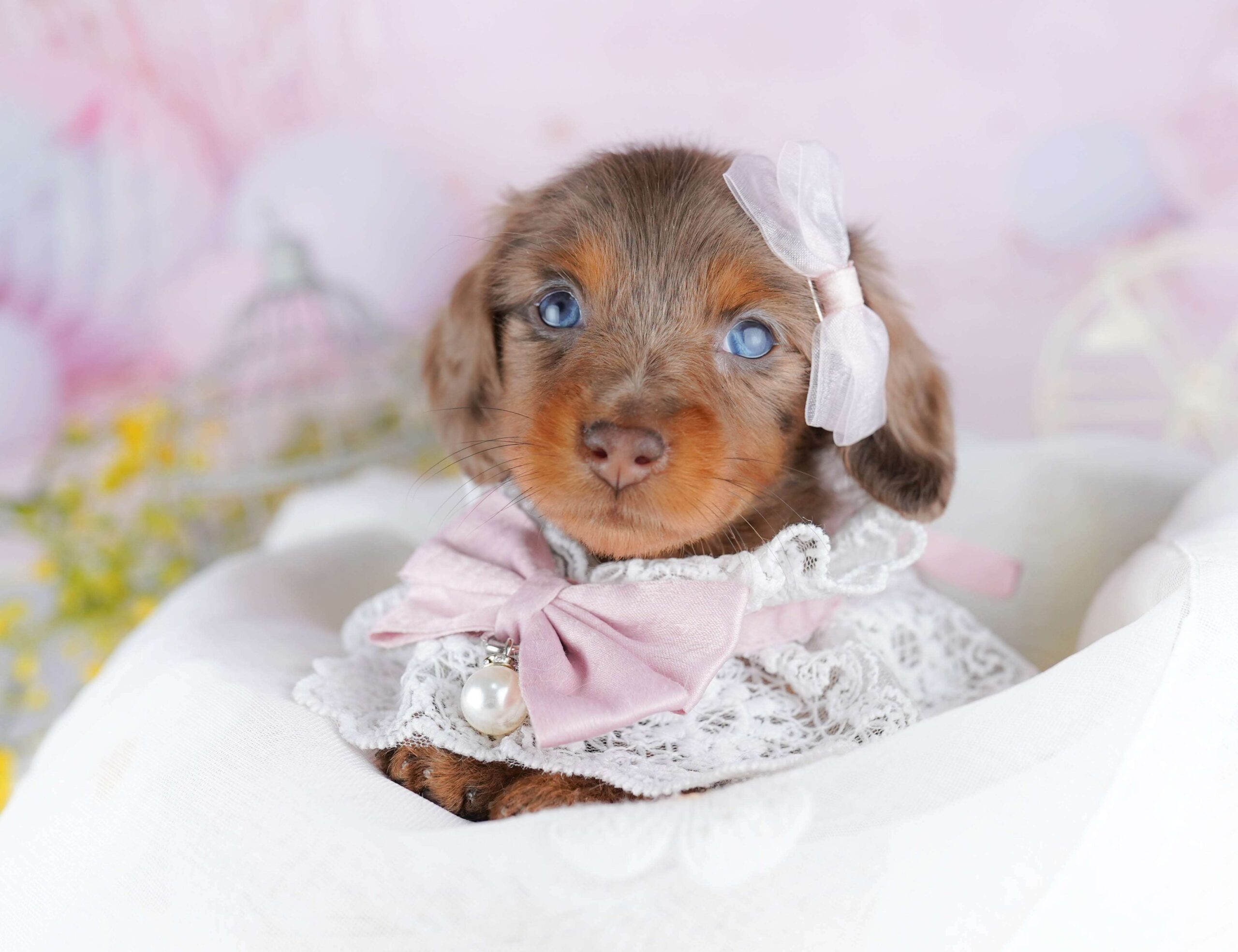 ミニチュア・ダックスフンド(ロング) | 女の子 | チョコレートダップル | 2026年1月30日