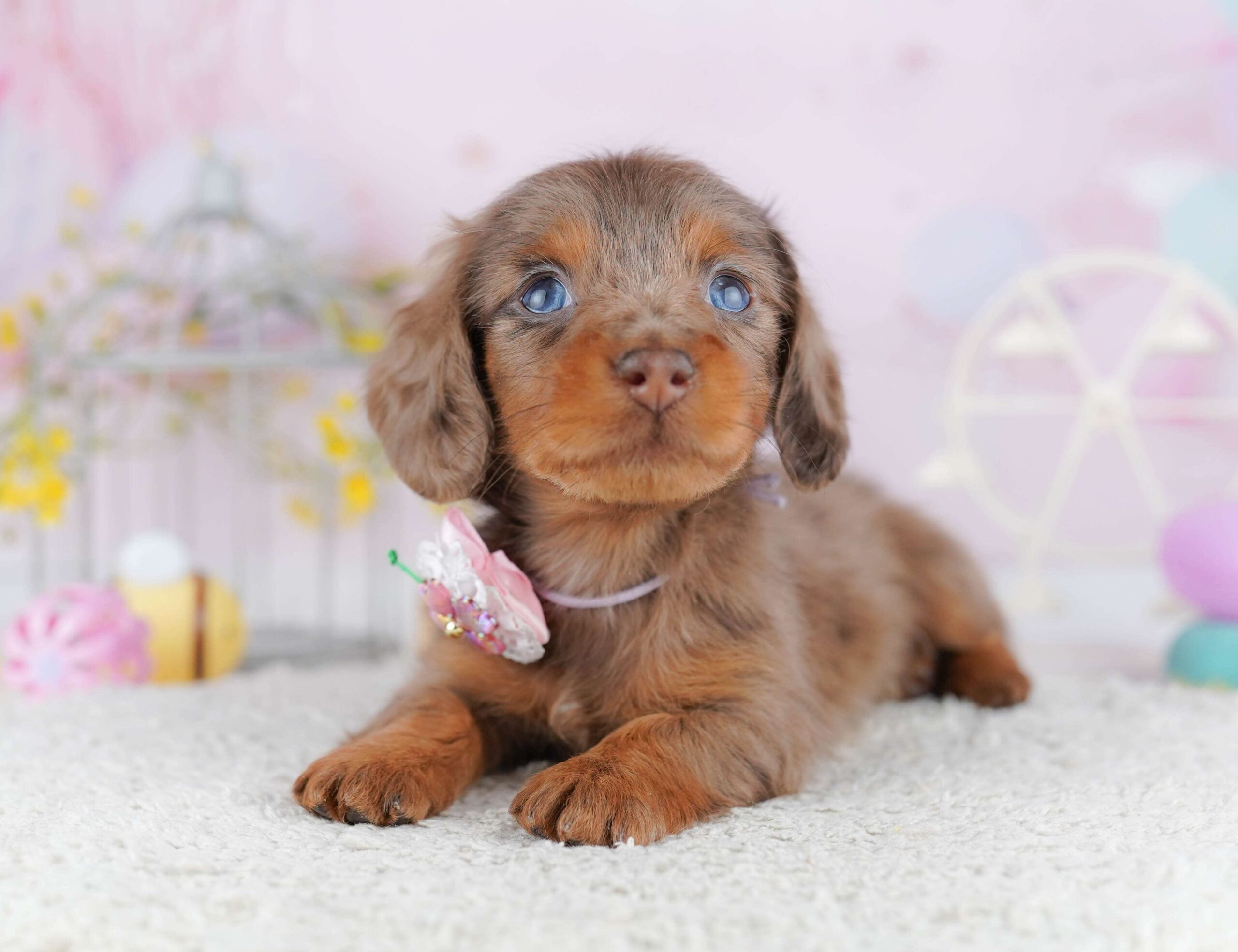 ミニチュア・ダックスフンド(ロング) | 女の子 | チョコレートダップル | 2026年1月30日