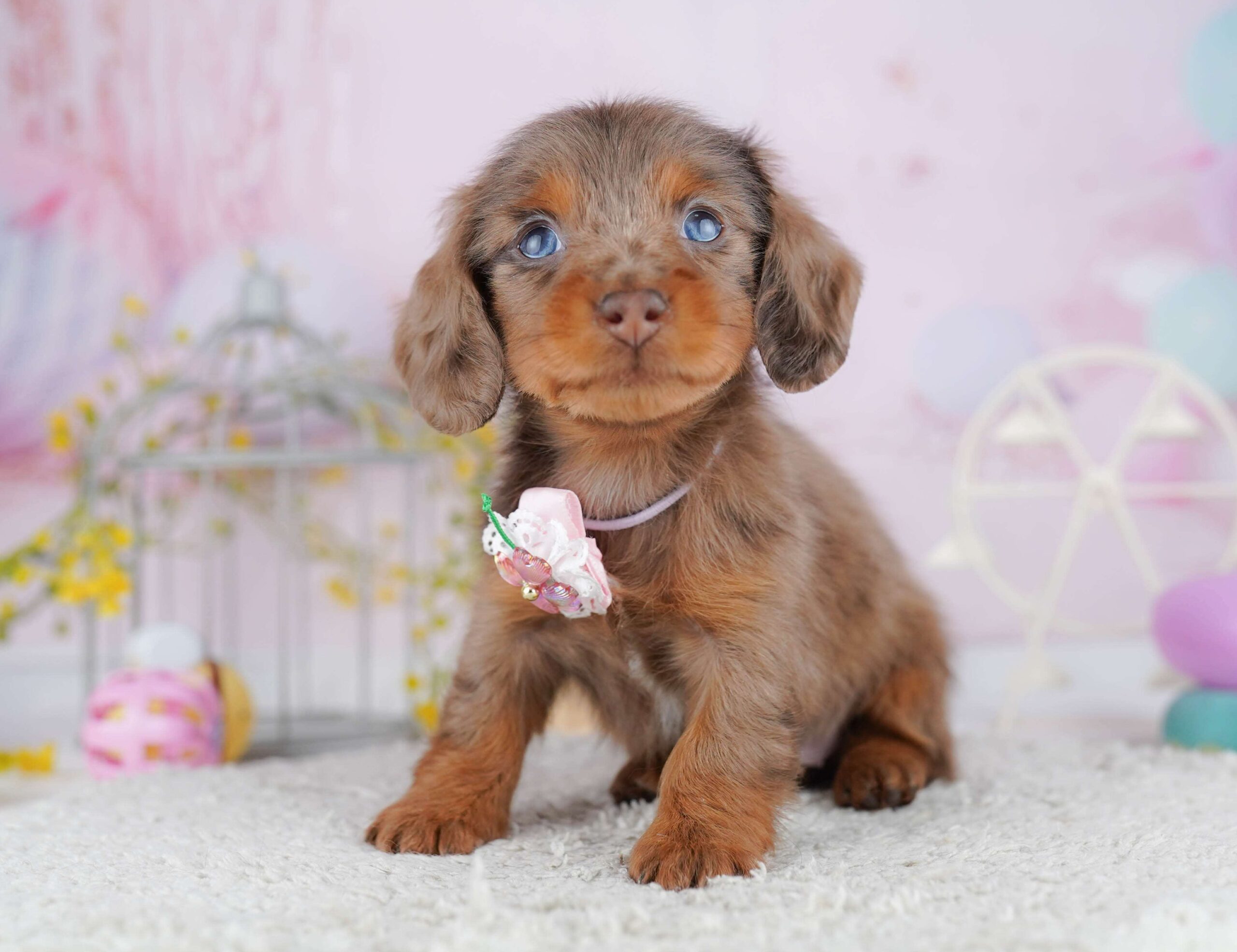 ミニチュア・ダックスフンド(ロング) | 女の子 | チョコレートダップル | 2026年1月30日