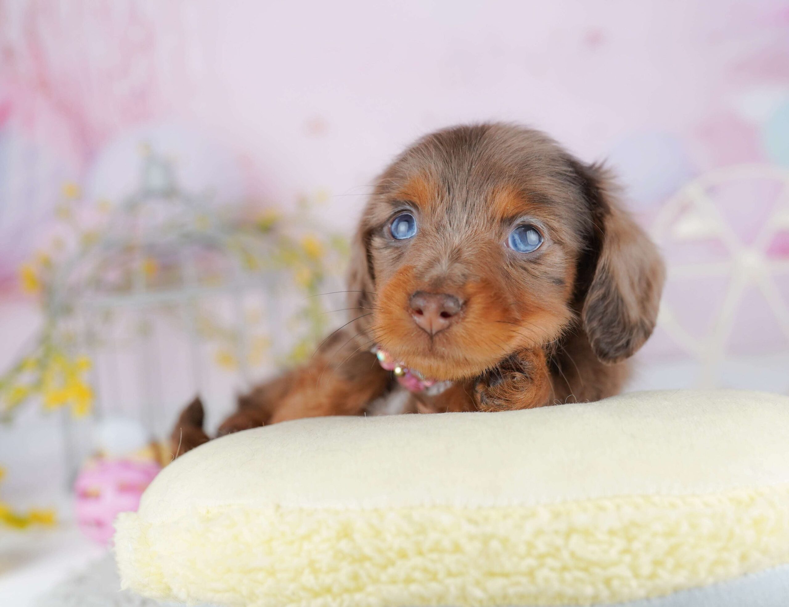 ミニチュア・ダックスフンド(ロング) | 女の子 | チョコレートダップル | 2026年1月30日