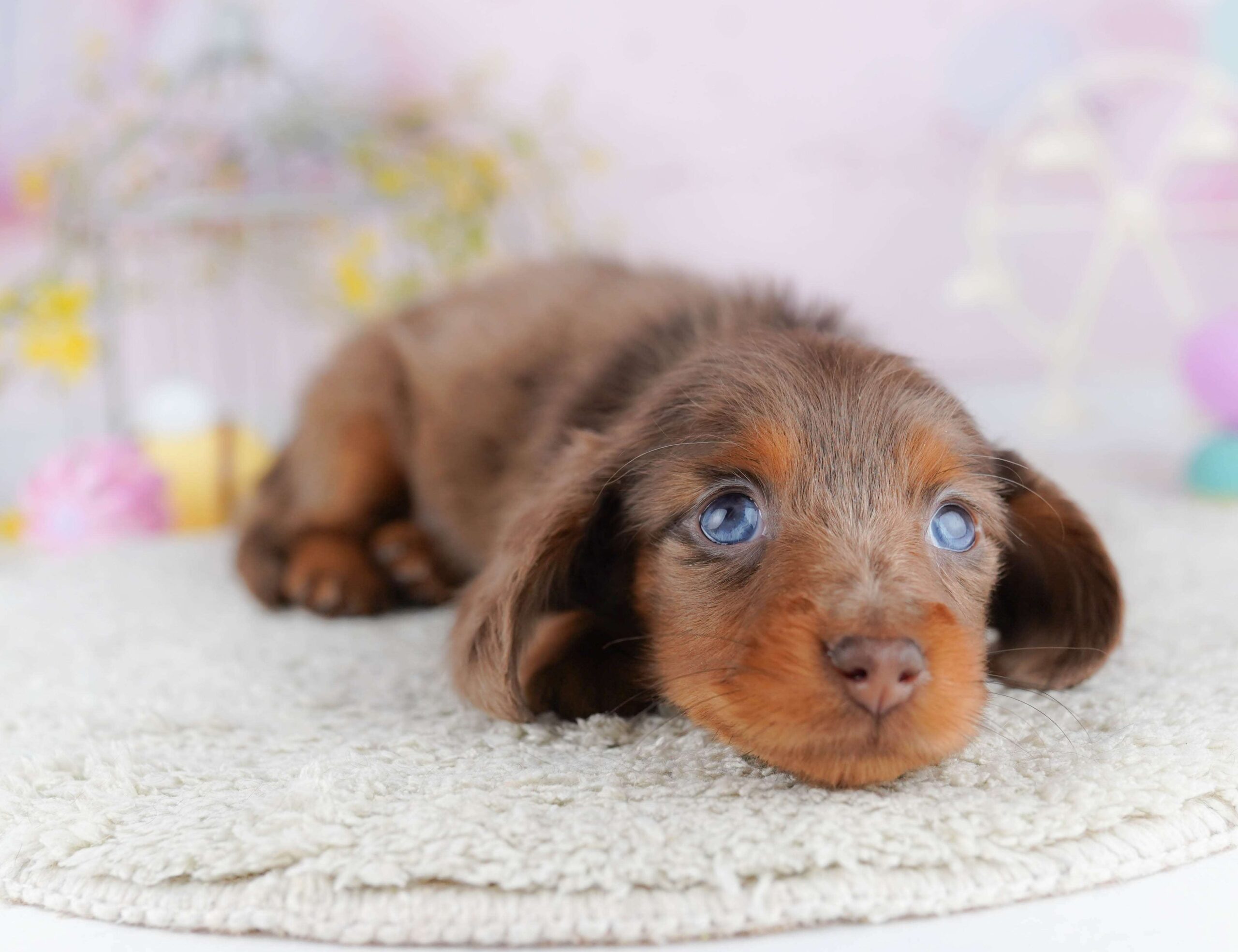 ミニチュア・ダックスフンド(ロング) | 女の子 | チョコレートダップル | 2026年1月30日