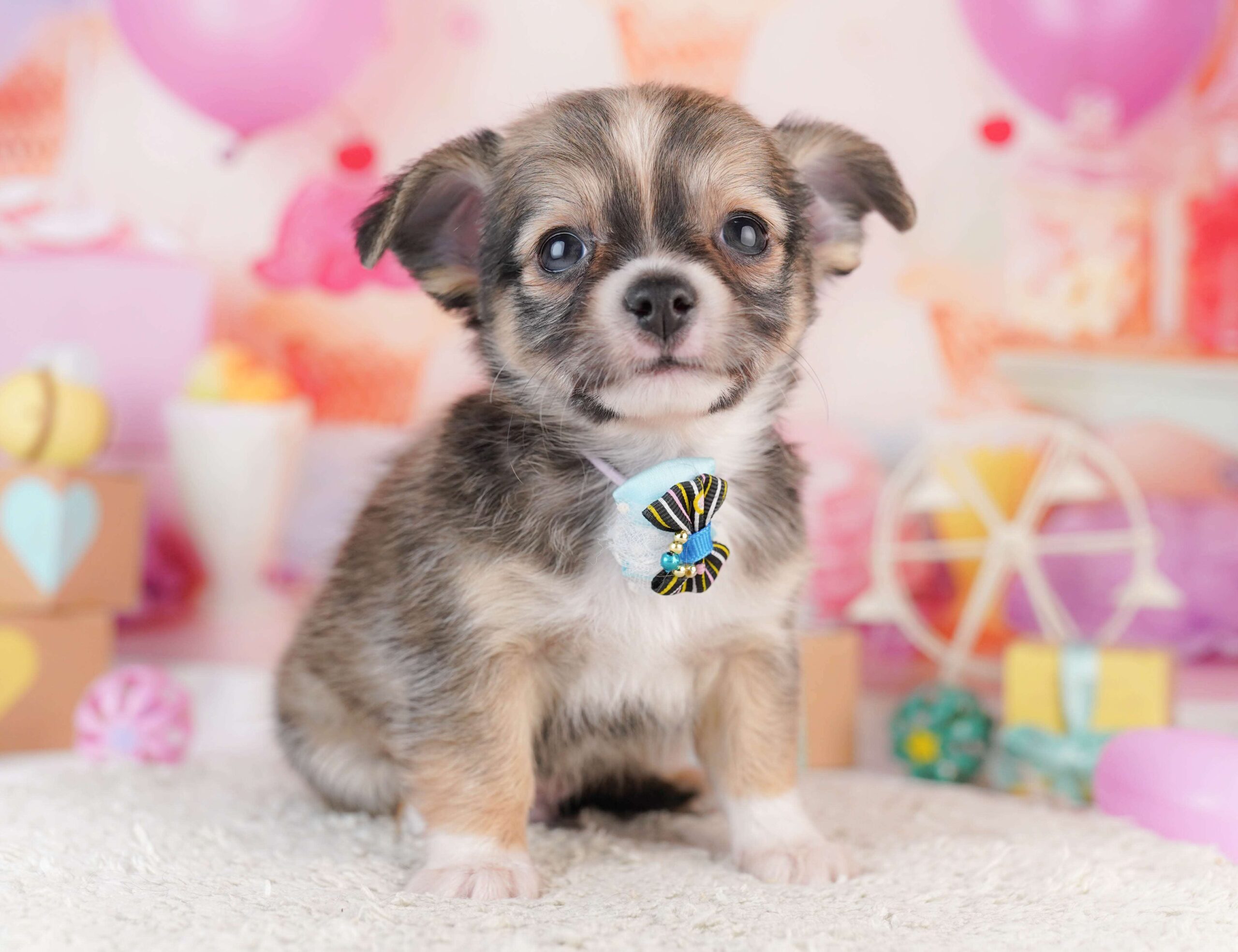 チワワ(ロング) | 男の子 | フォーン | 2026年1月31日