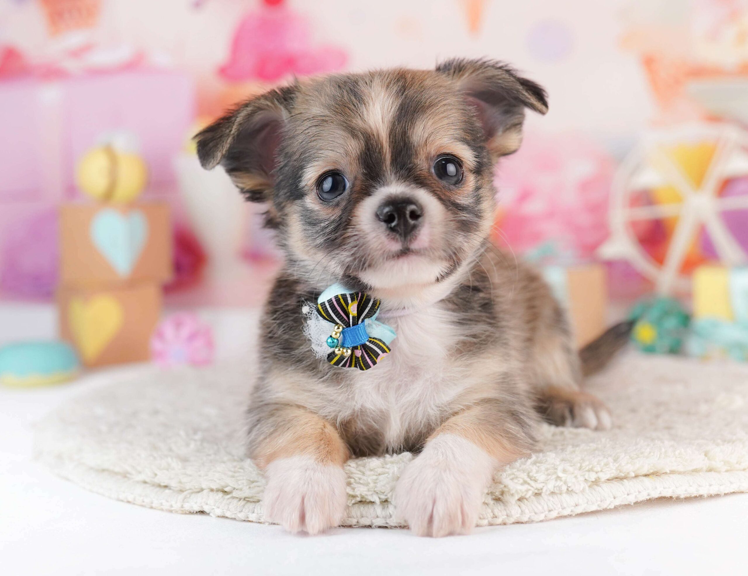 チワワ(ロング) | 男の子 | フォーン | 2026年1月31日