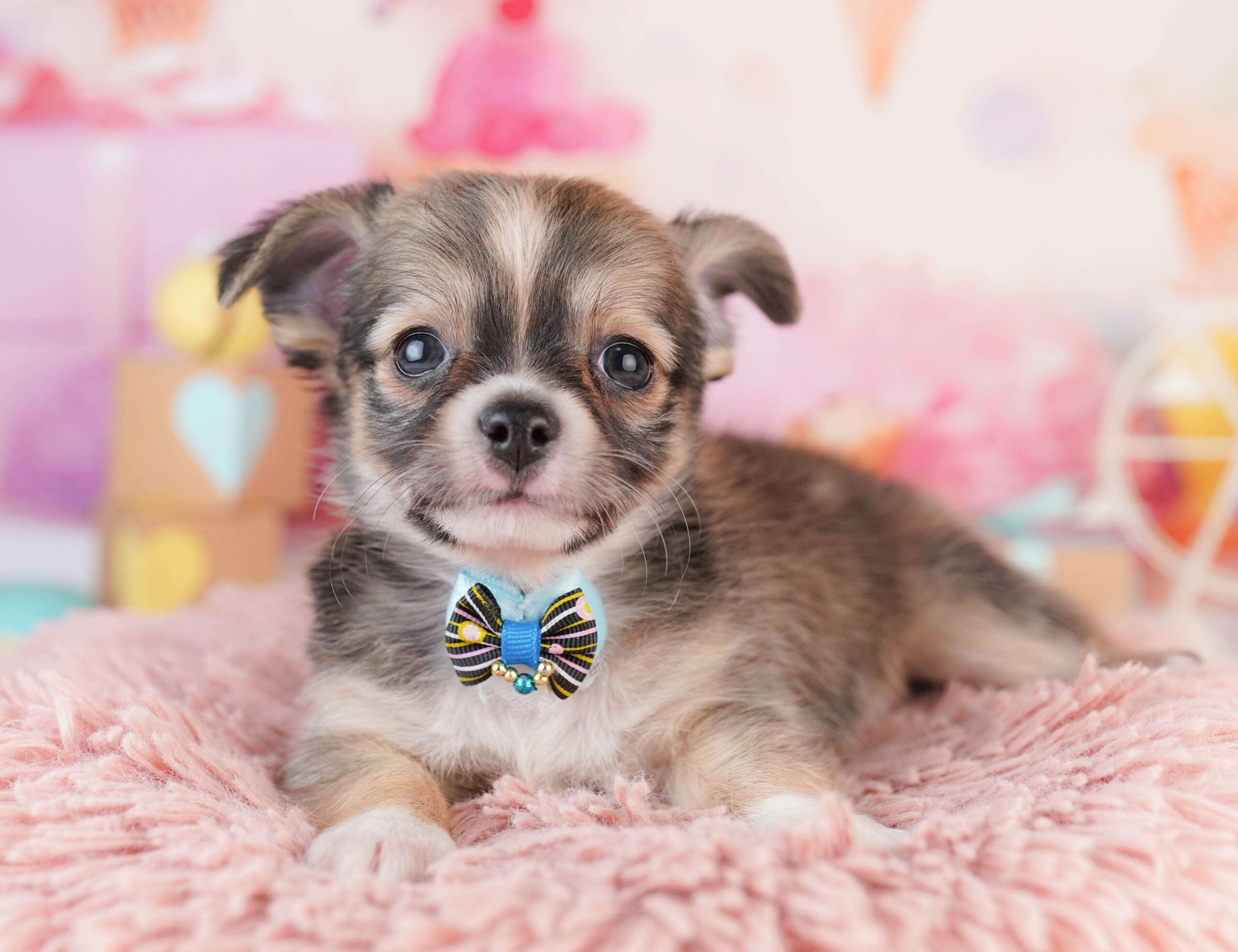 チワワ(ロング) | 男の子 | フォーン | 2026年1月31日