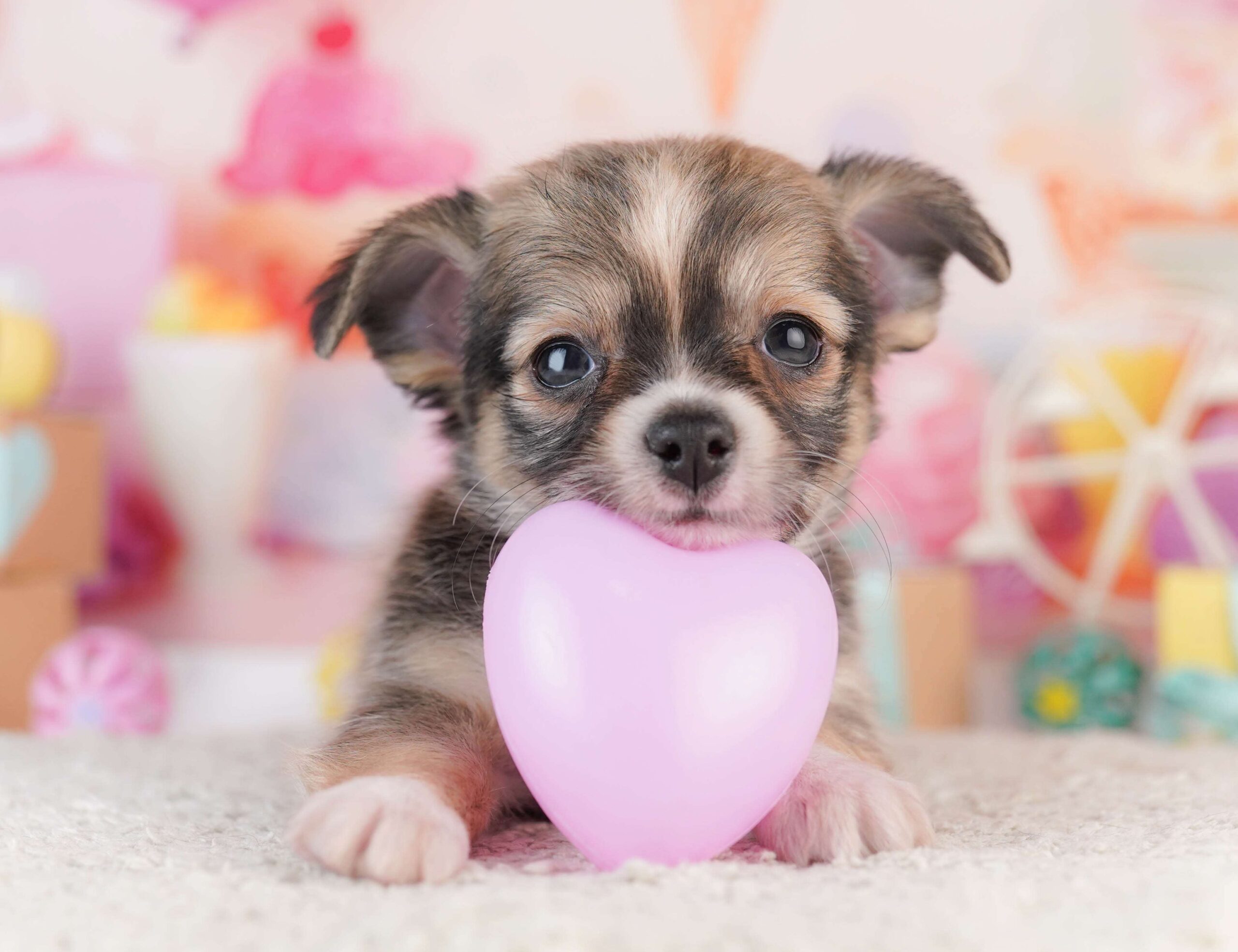 チワワ(ロング) | 男の子 | フォーン | 2026年1月31日