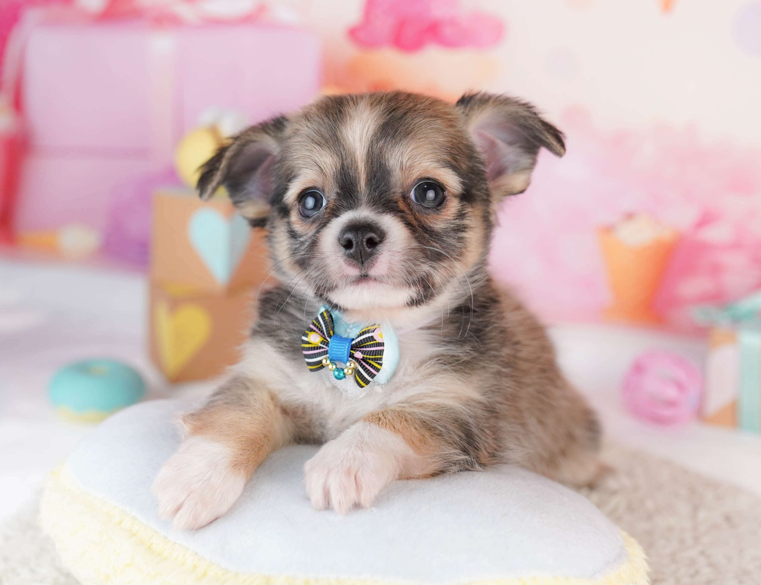 チワワ(ロング) | 男の子 | フォーン | 2026年1月31日