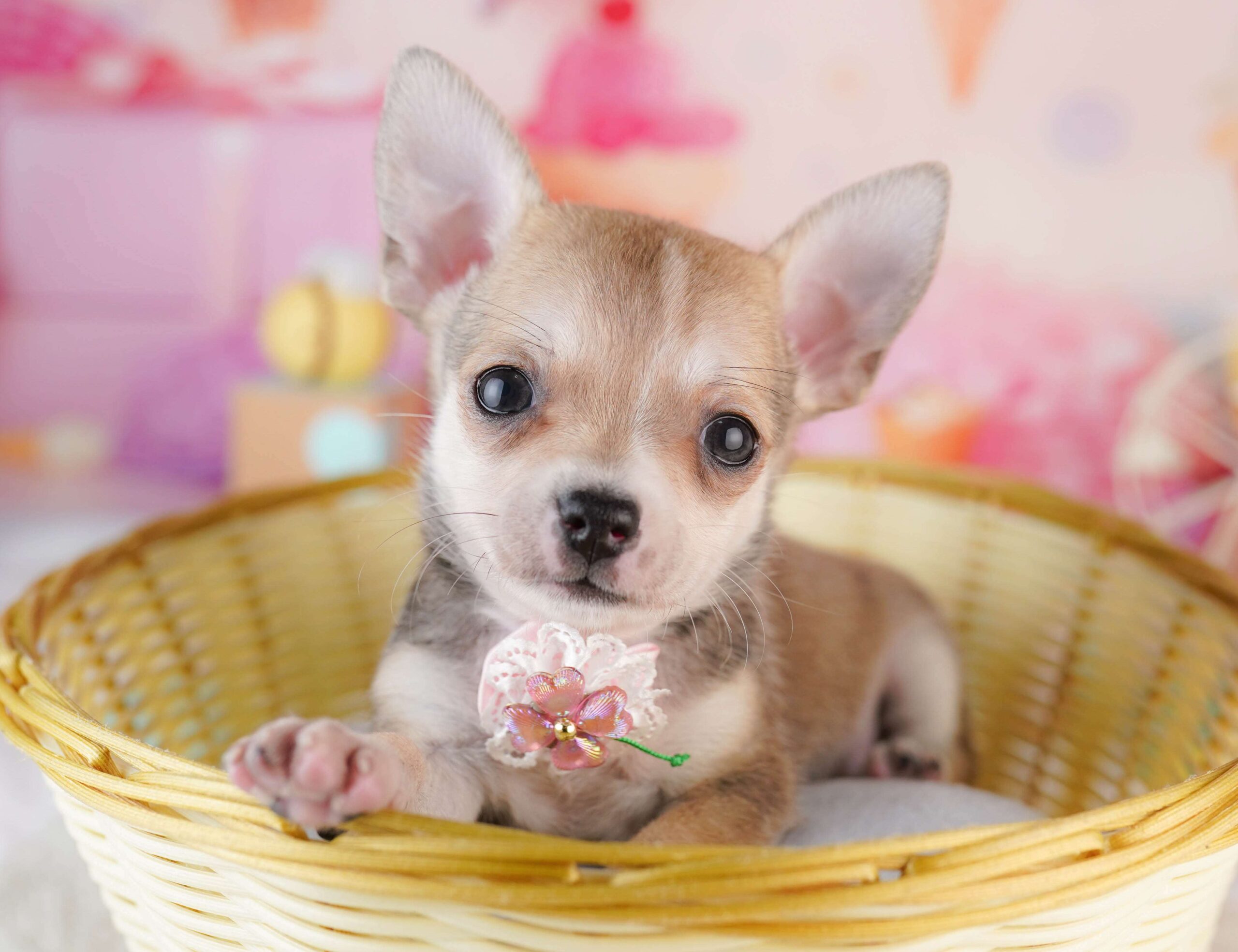 チワワ(スムース) | 女の子 | フォーン | 2026年1月31日