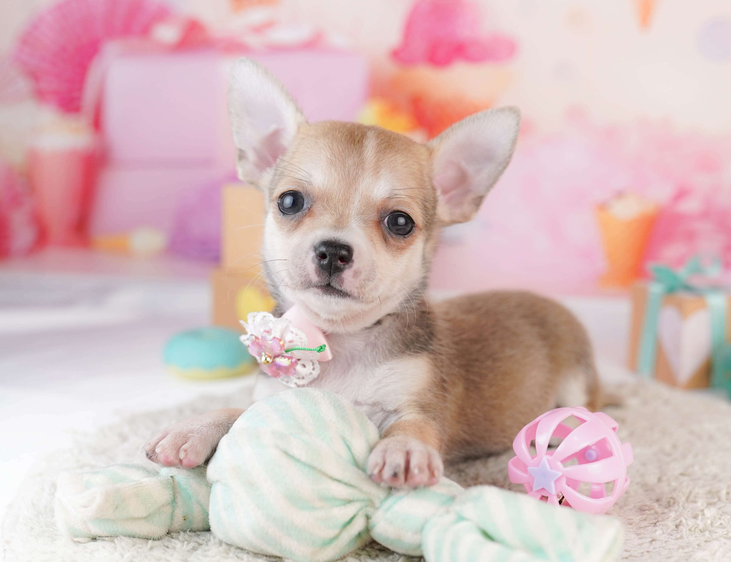 チワワ(スムース) | 女の子 | フォーン | 2026年1月31日