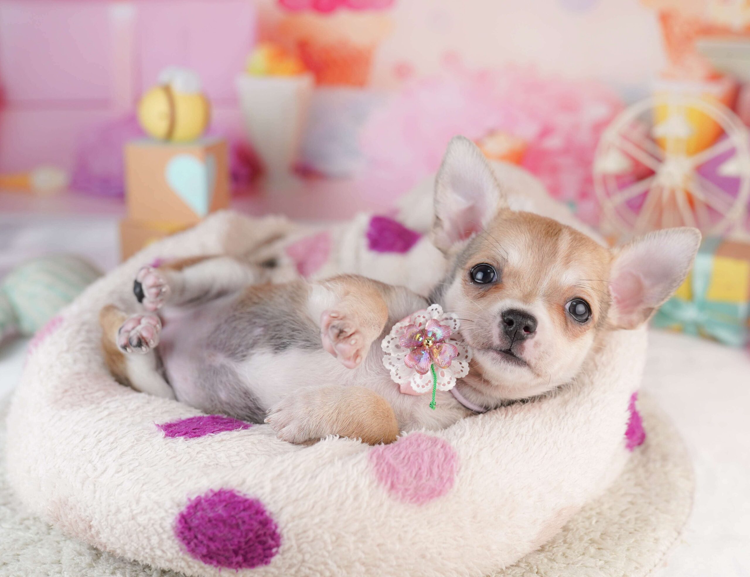 チワワ(スムース) | 女の子 | フォーン | 2026年1月31日