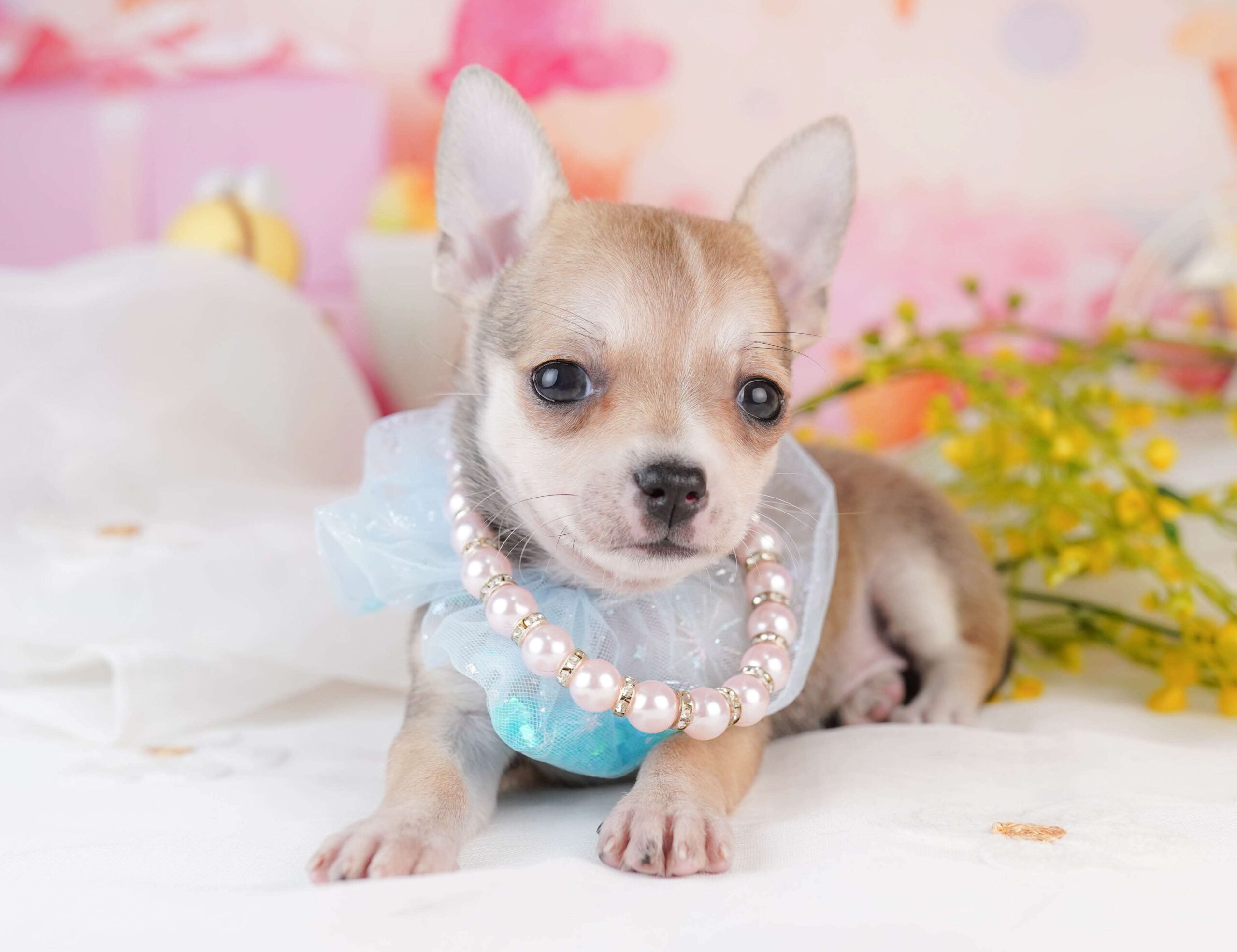 チワワ(スムース) | 女の子 | フォーン | 2026年1月31日