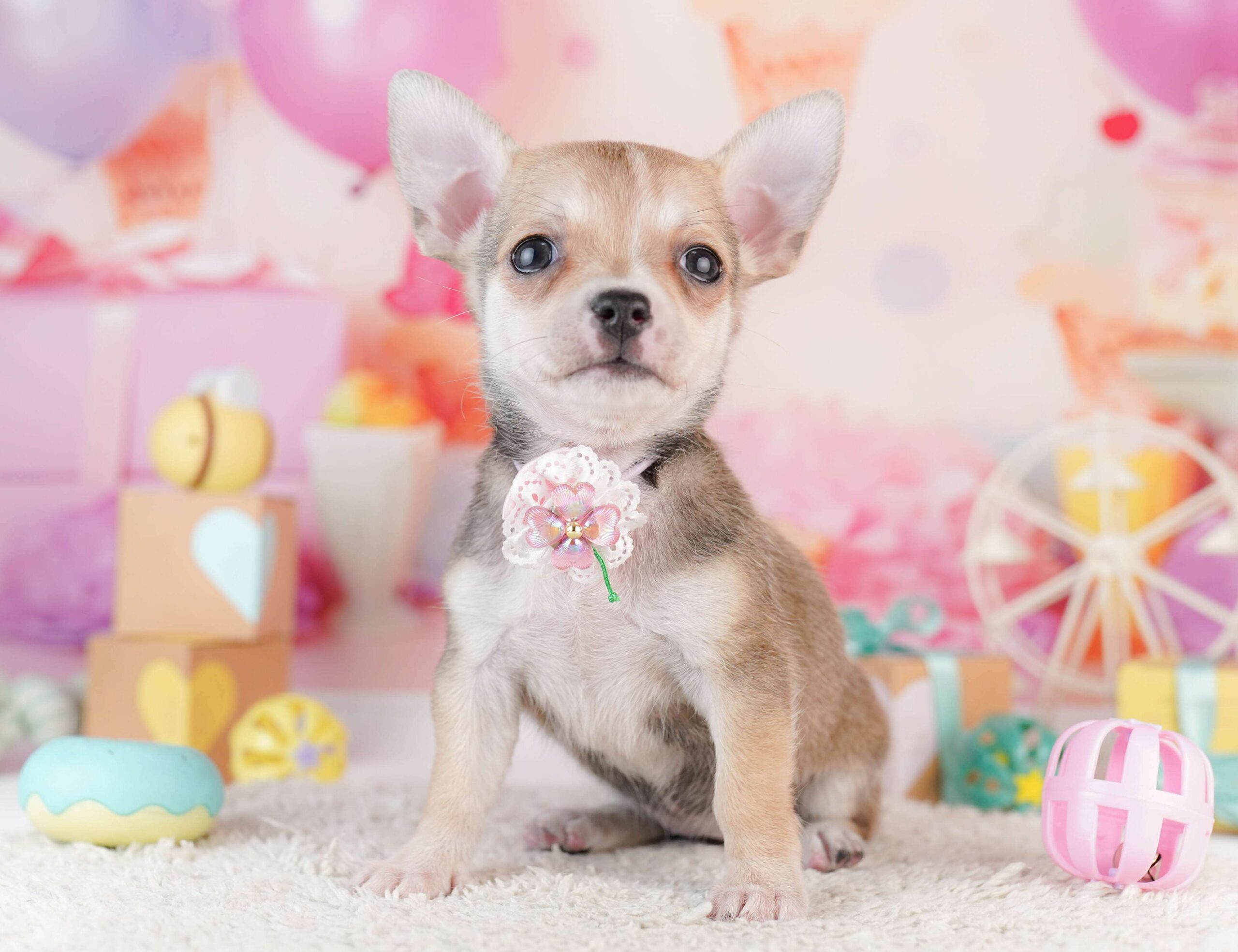 チワワ(スムース) | 女の子 | フォーン | 2026年1月31日