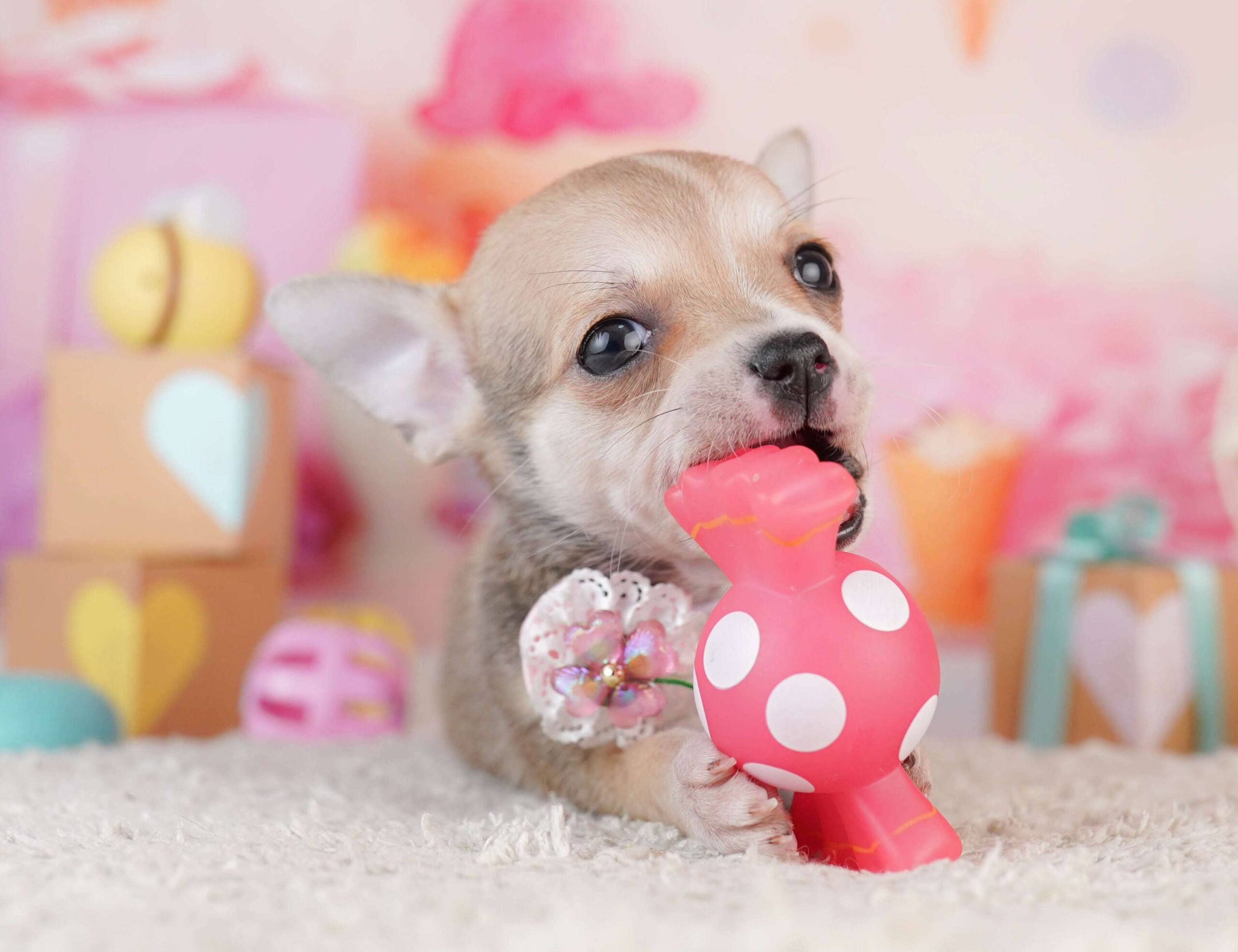 チワワ(スムース) | 女の子 | フォーン | 2026年1月31日