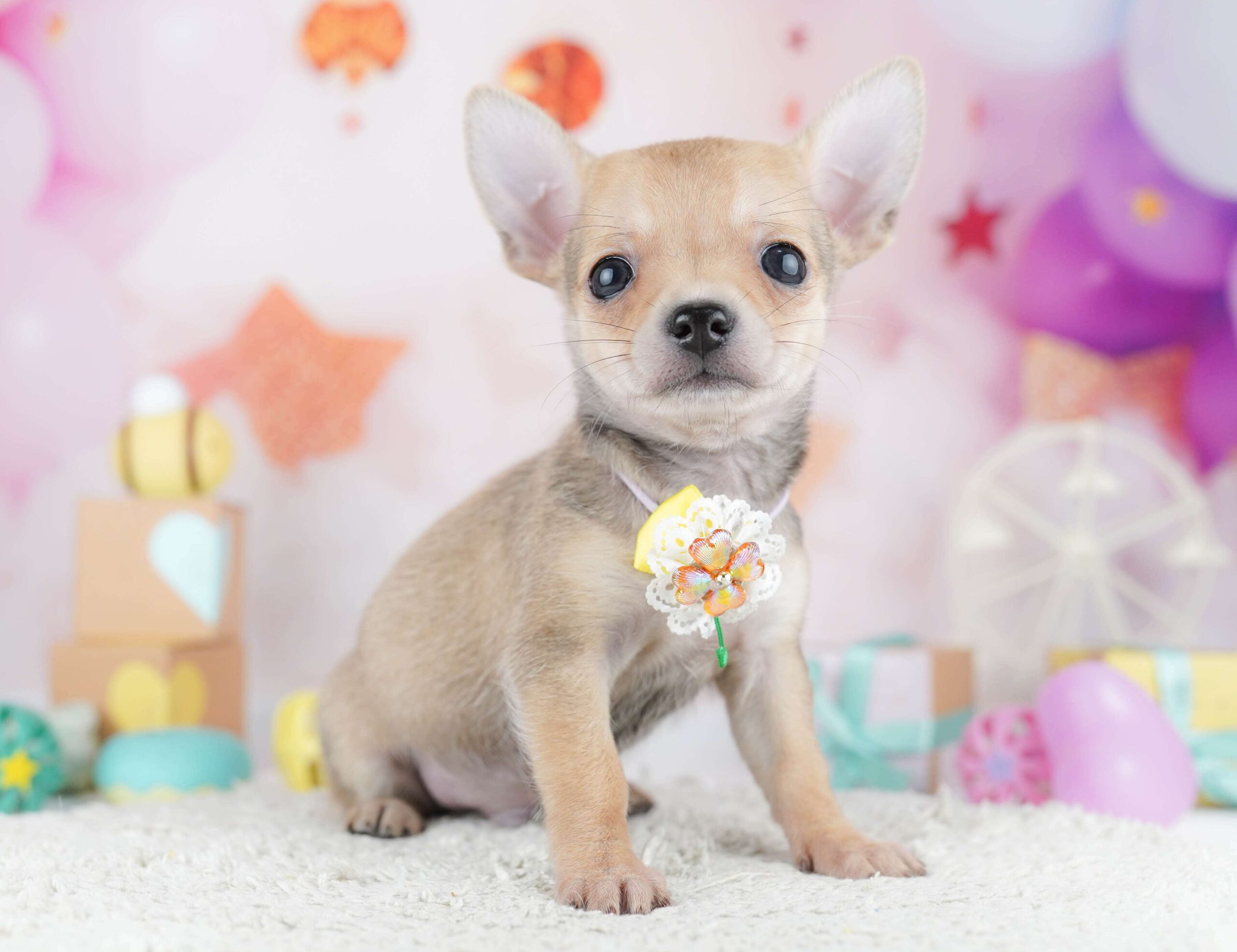 チワワ(スムース) | 男の子 | フォーン | 2026年1月31日