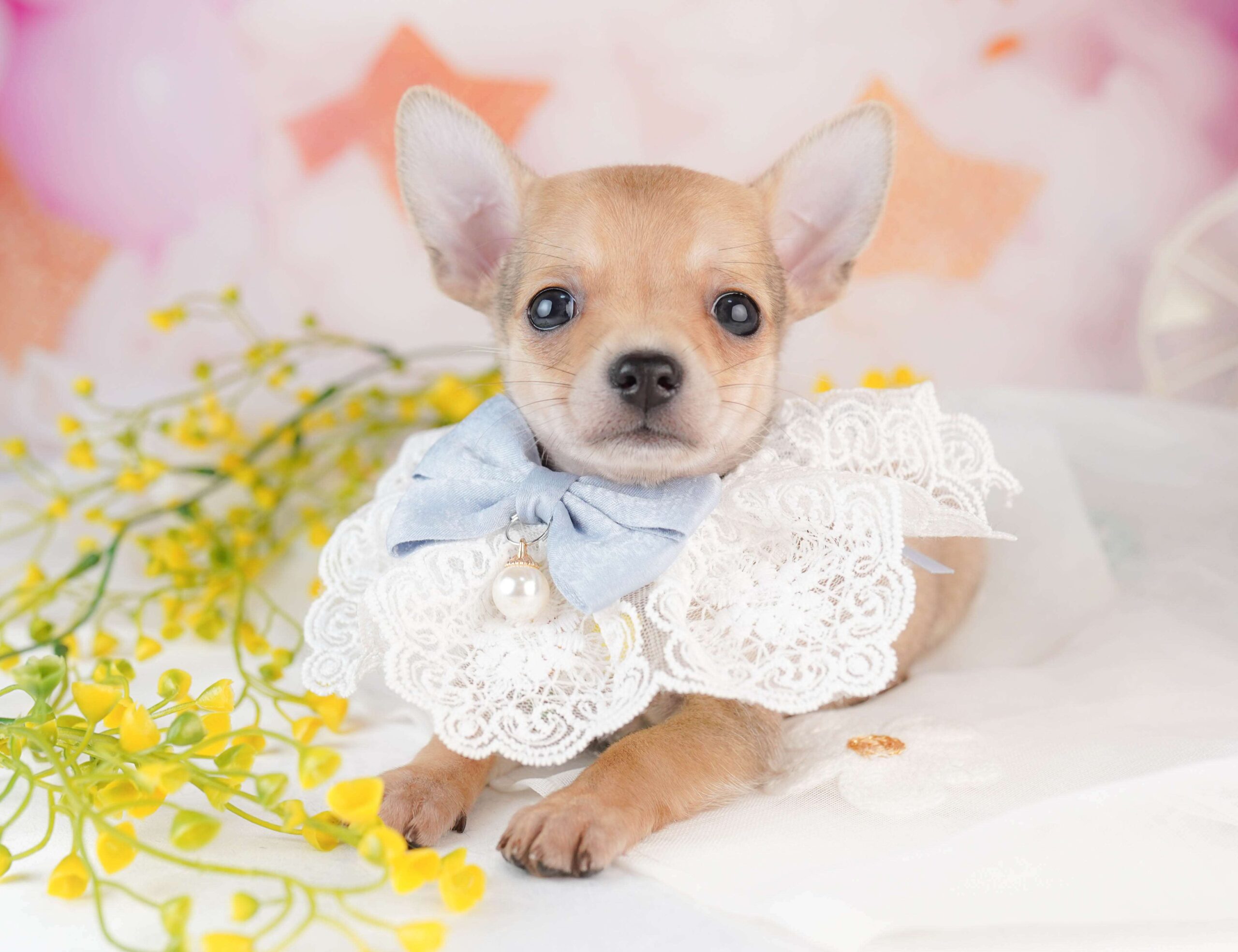 チワワ(スムース) | 男の子 | フォーン | 2026年1月31日