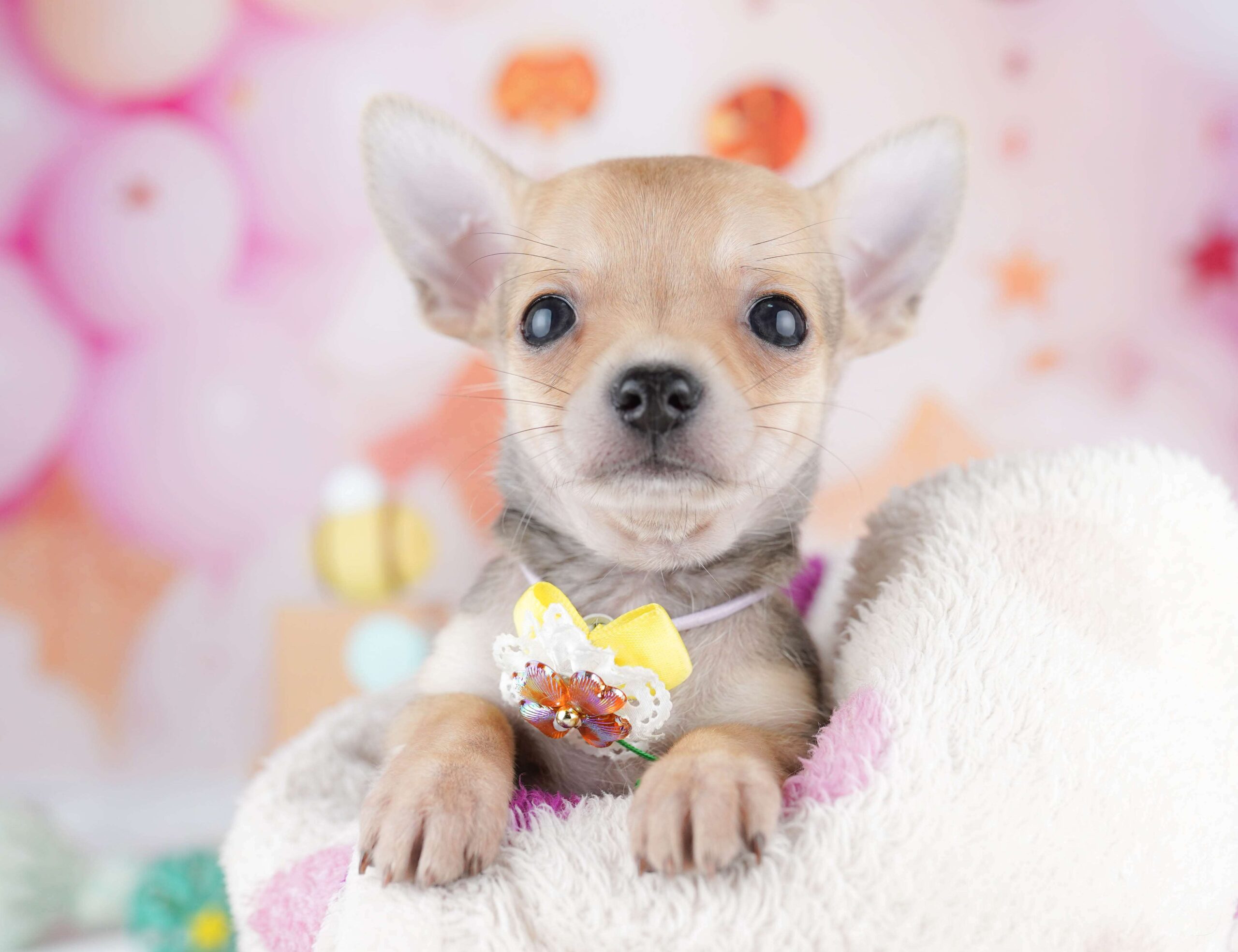 チワワ(スムース) | 男の子 | フォーン | 2026年1月31日