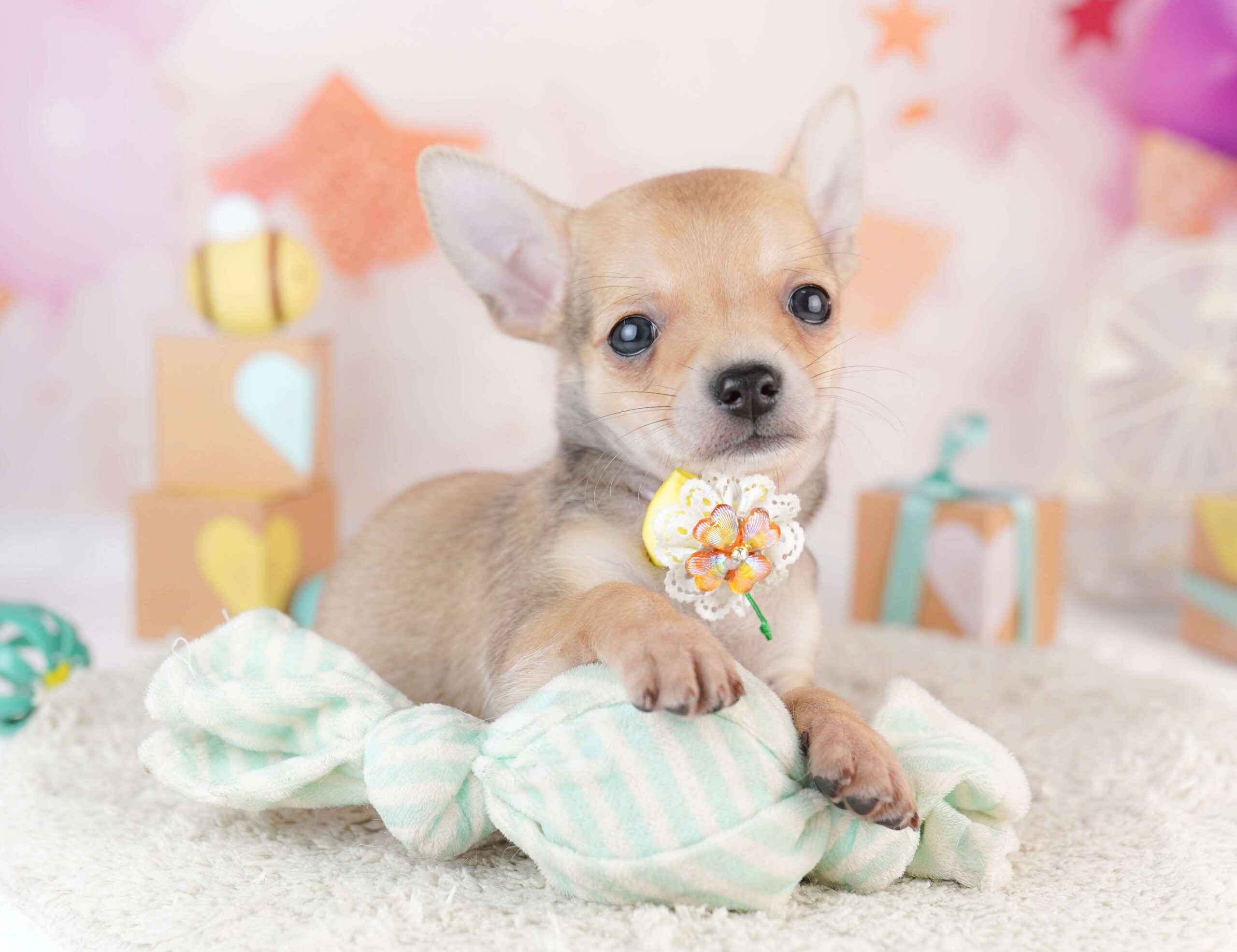 チワワ(スムース) | 男の子 | フォーン | 2026年1月31日