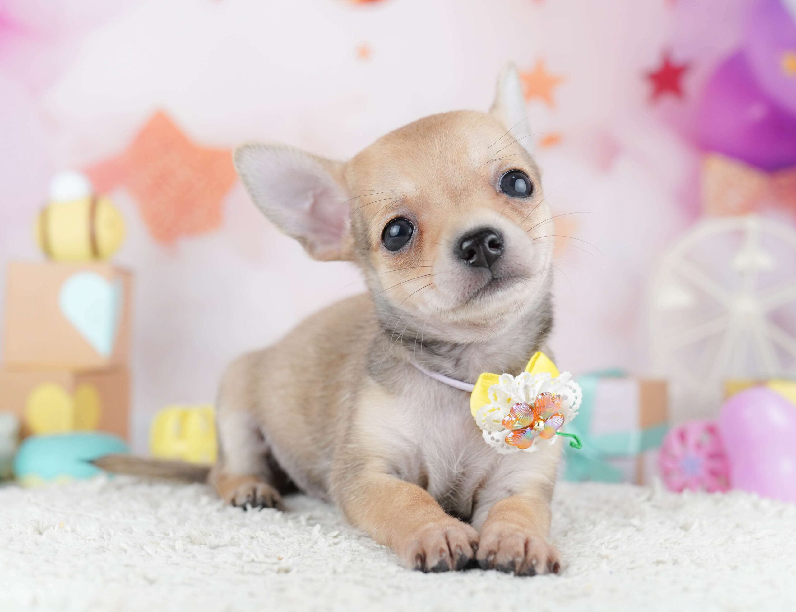 チワワ(スムース) | 男の子 | フォーン | 2026年1月31日