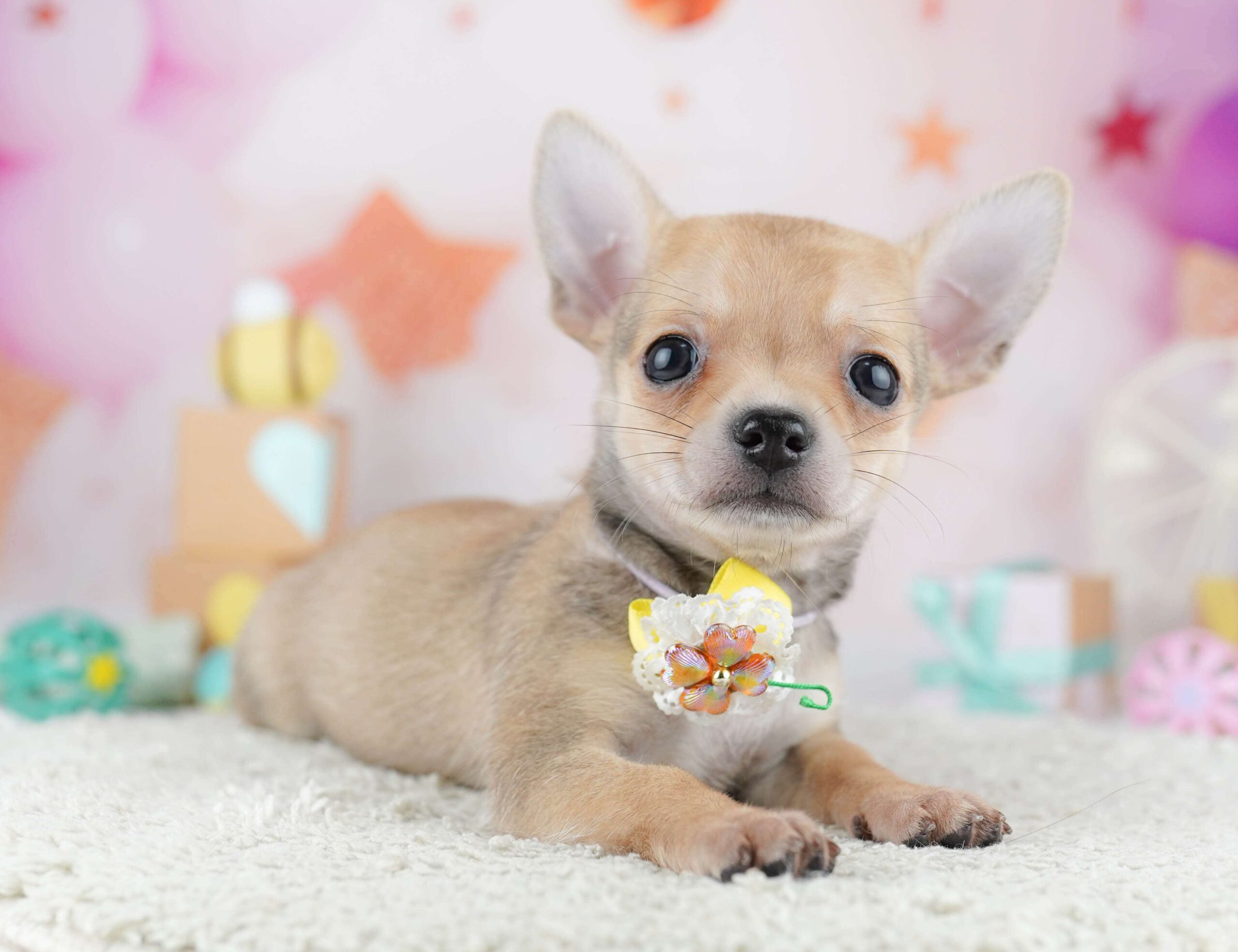 チワワ(スムース) | 男の子 | フォーン | 2026年1月31日