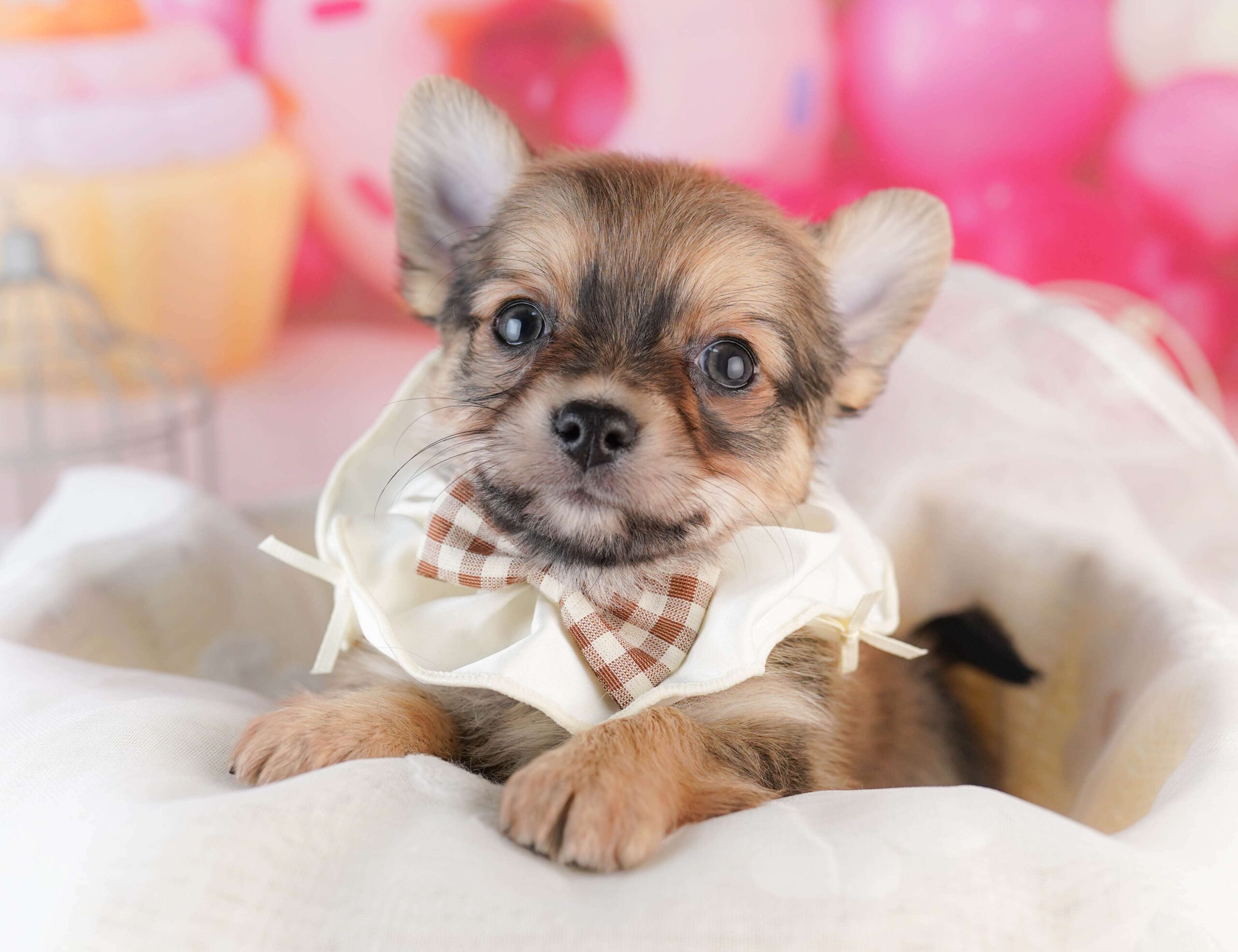 チワワ(ロング) | 男の子 | フォーン | 2026年1月31日