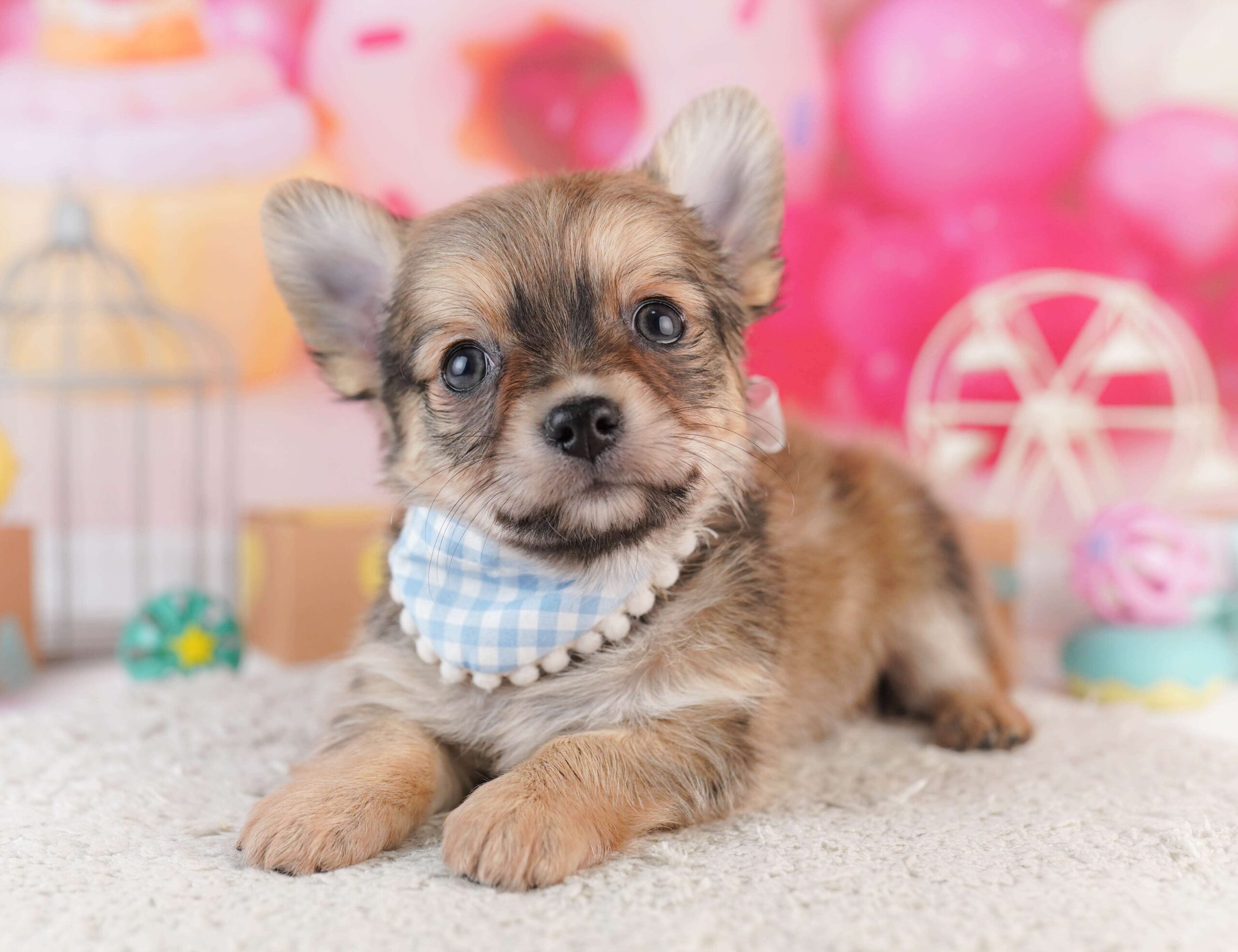 チワワ(ロング) | 男の子 | フォーン | 2026年1月31日