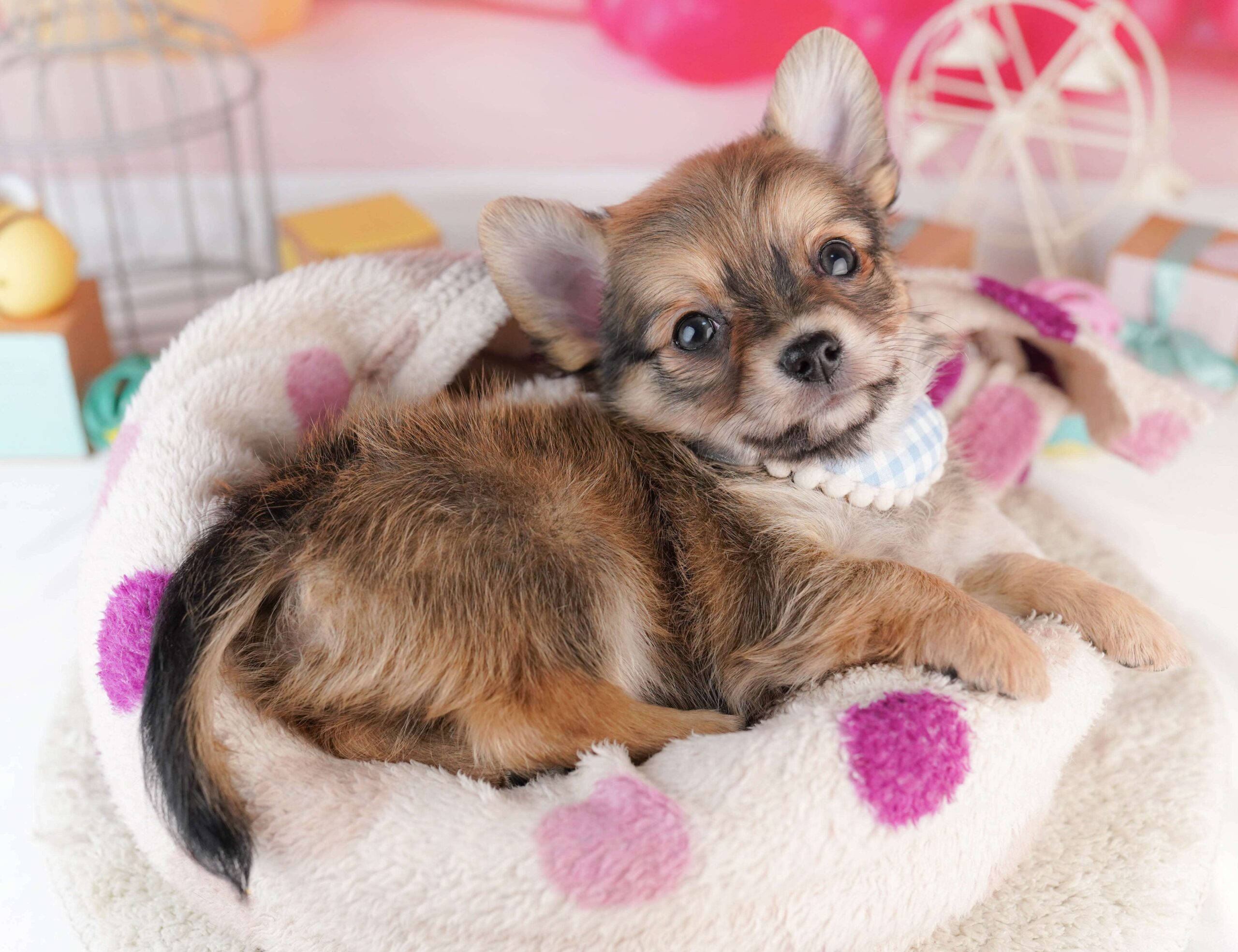 チワワ(ロング) | 男の子 | フォーン | 2026年1月31日