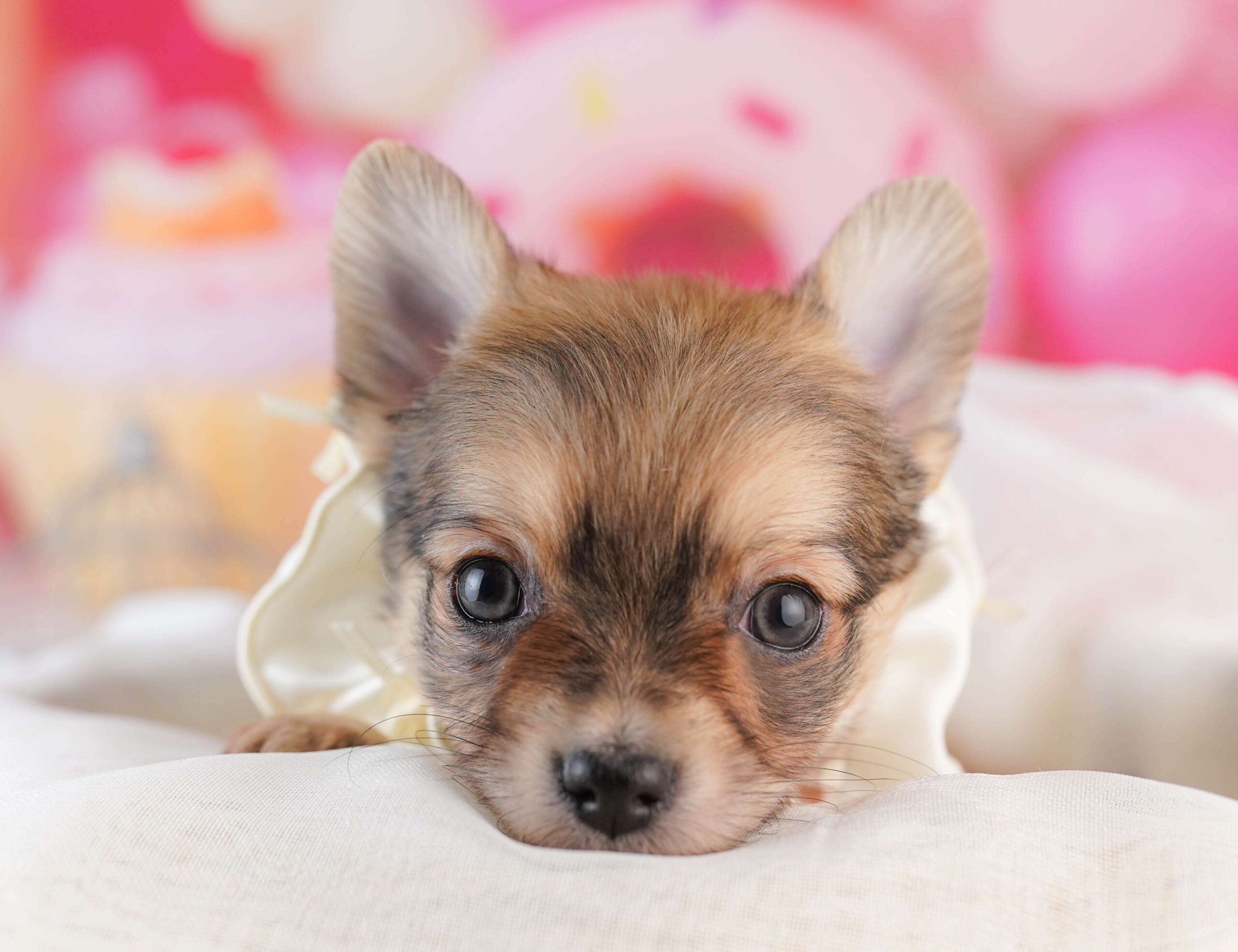 チワワ(ロング) | 男の子 | フォーン | 2026年1月31日