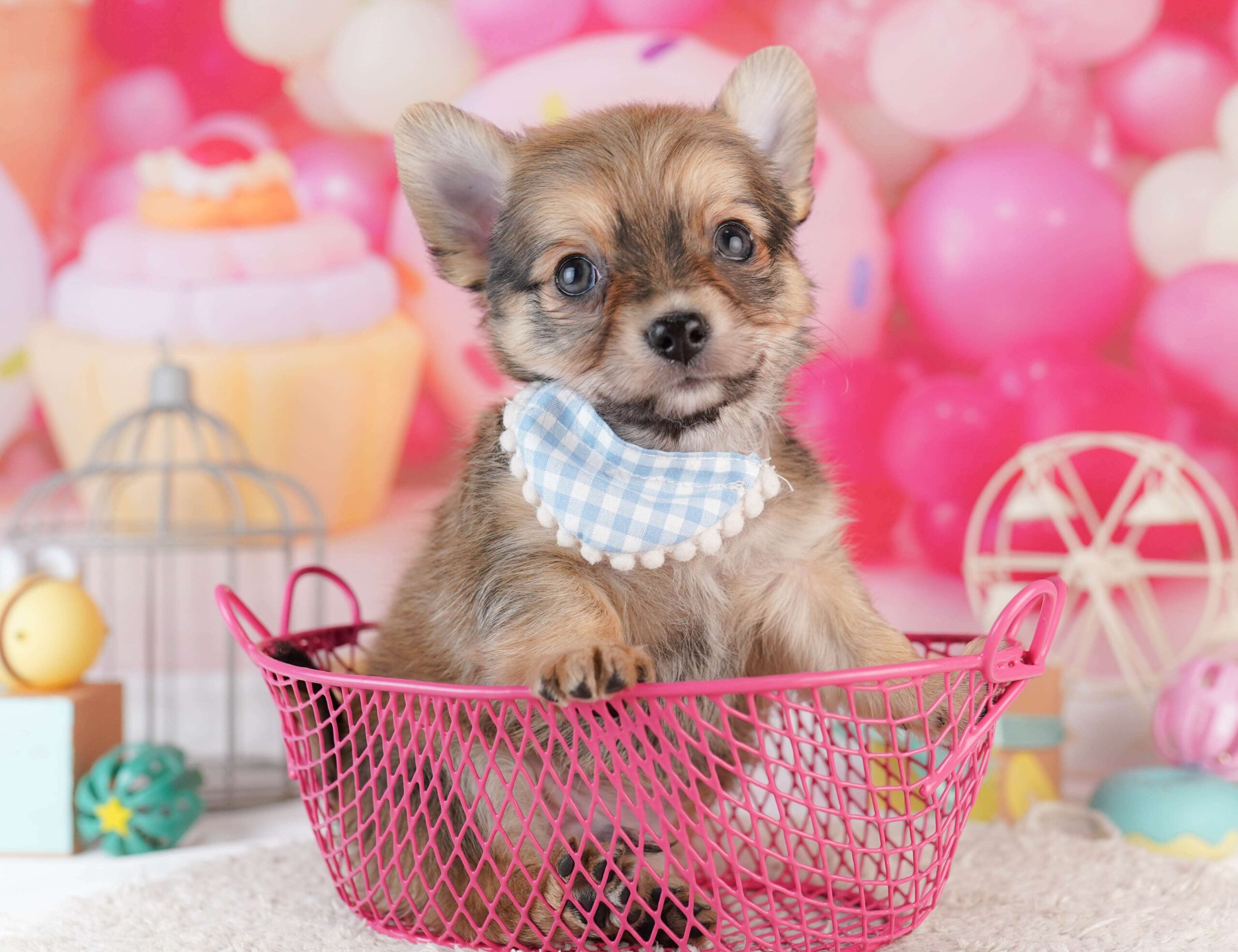 チワワ(ロング) | 男の子 | フォーン | 2026年1月31日