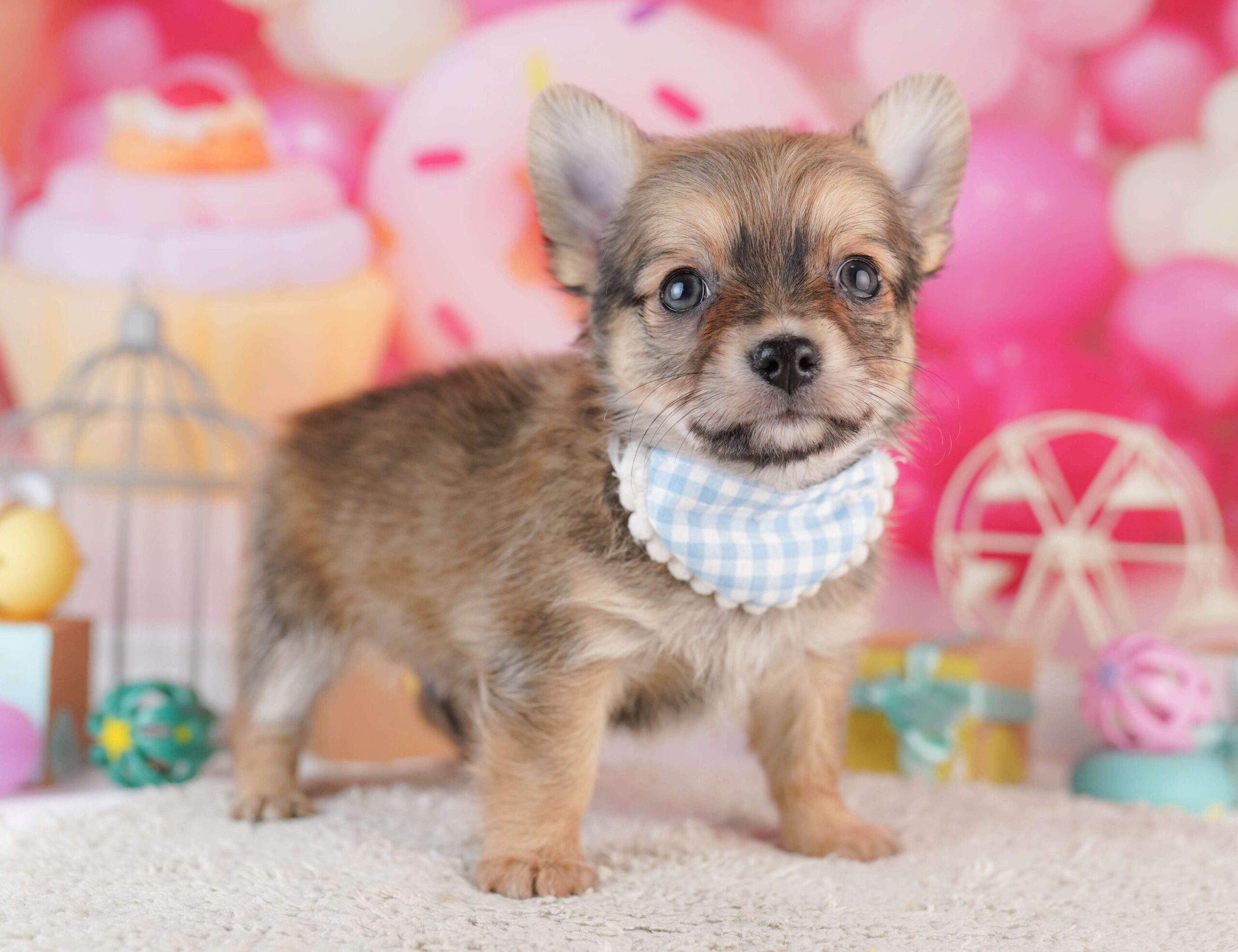 チワワ(ロング) | 男の子 | フォーン | 2026年1月31日