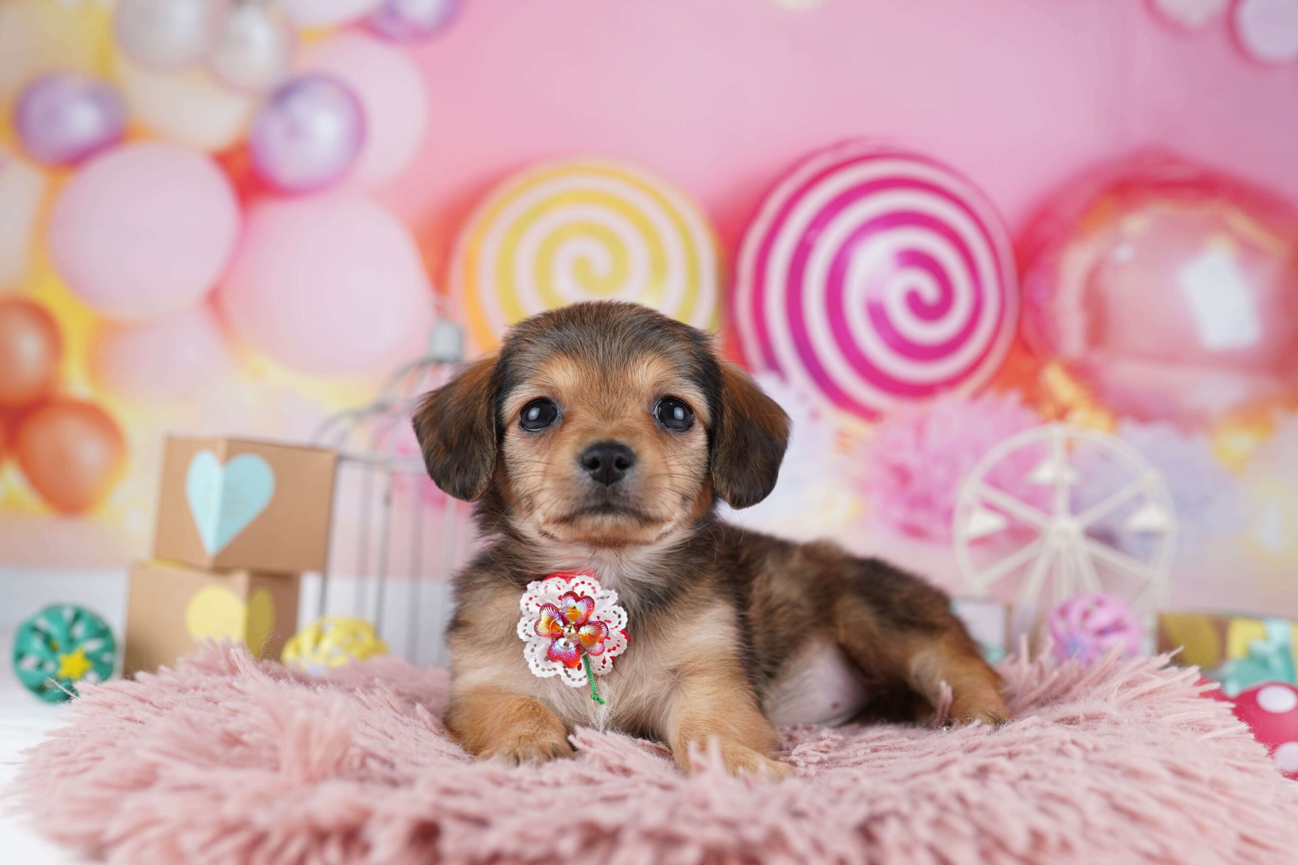 チワックス | 女の子 | シェーデッドレッド | 2026年1月31日