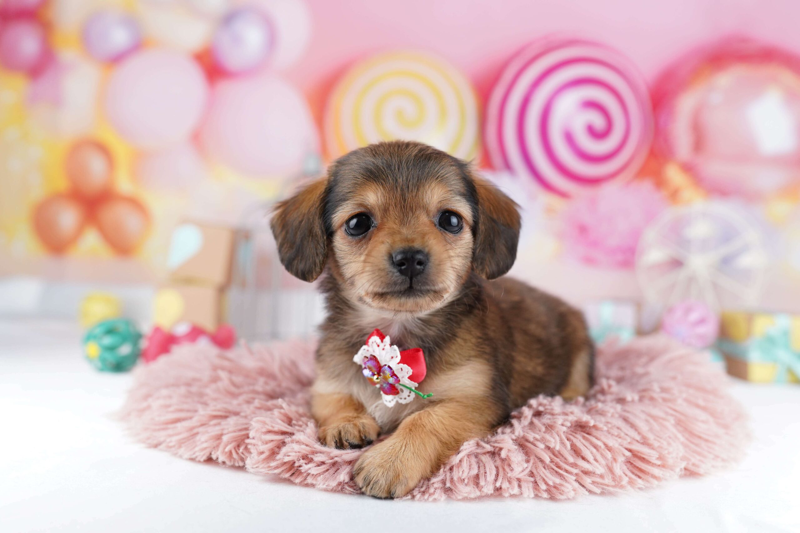 チワックス | 女の子 | シェーデッドレッド | 2026年1月31日