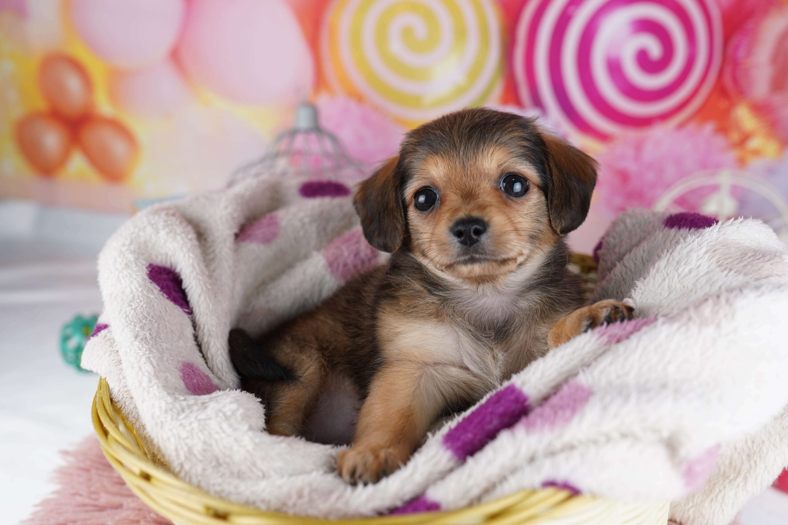 チワックス | 女の子 | シェーデッドレッド | 2026年1月31日