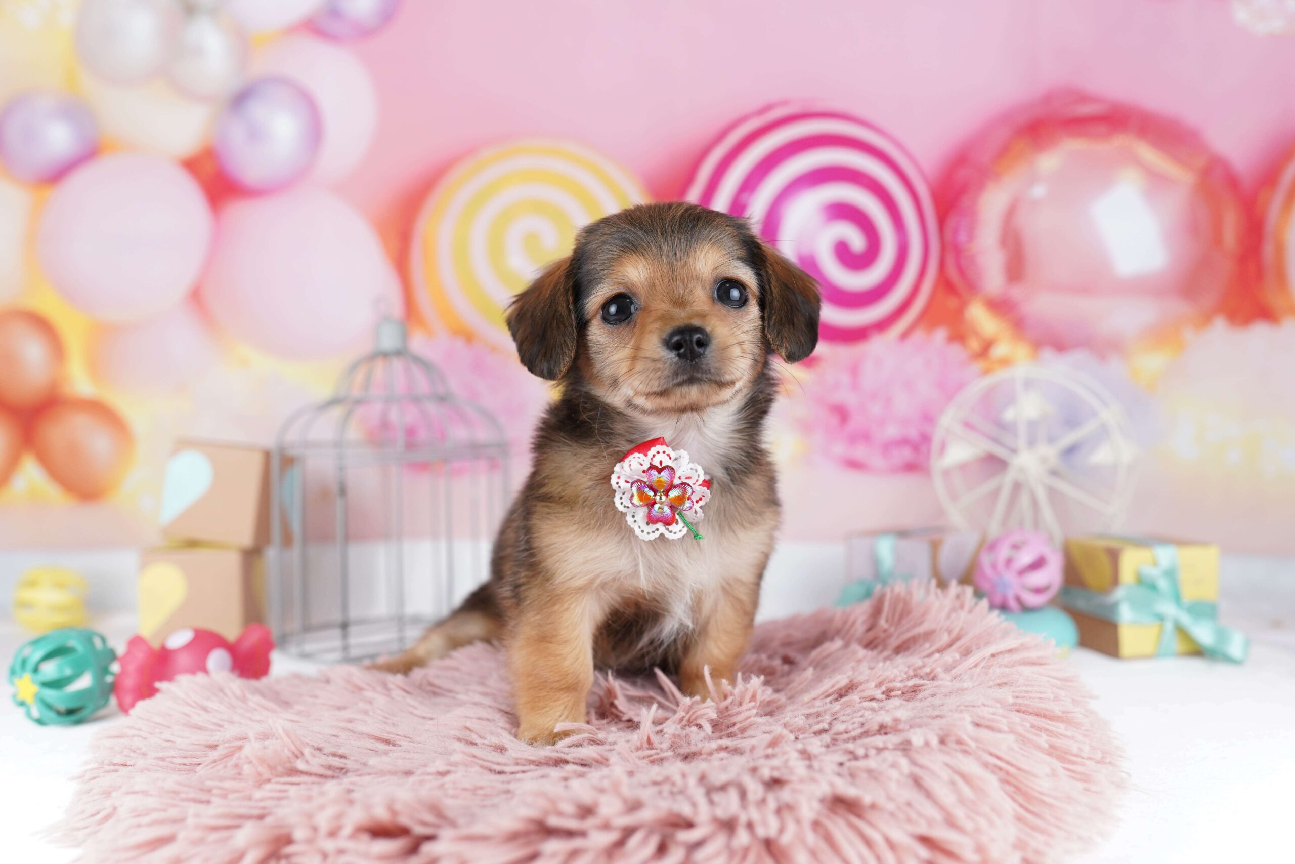 チワックス | 女の子 | シェーデッドレッド | 2026年1月31日