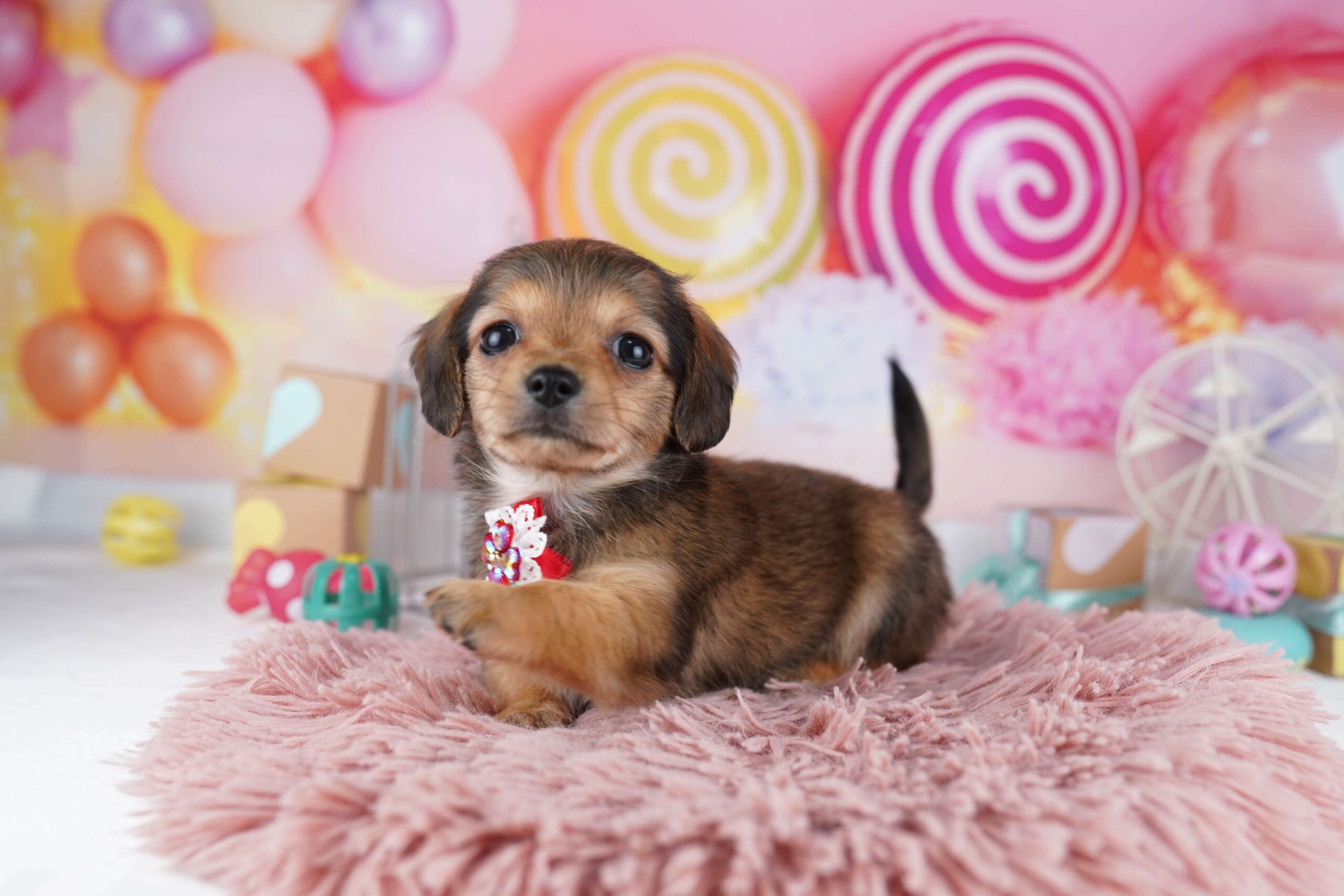 チワックス | 女の子 | シェーデッドレッド | 2026年1月31日