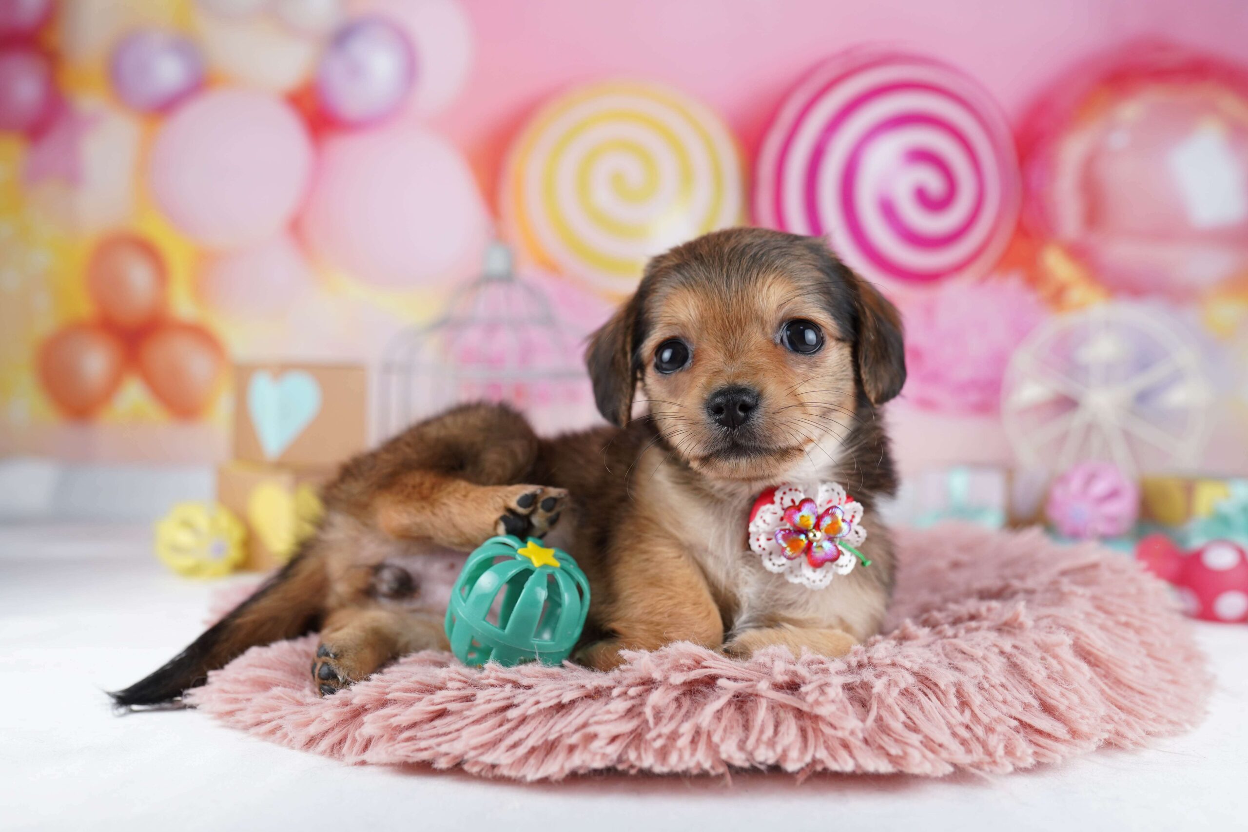 チワックス | 女の子 | シェーデッドレッド | 2026年1月31日