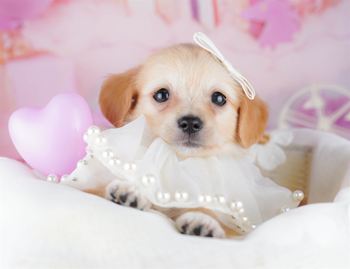 チワックス | 男の子 | クリーム | 2026年1月31日（ID:dog-10007498）