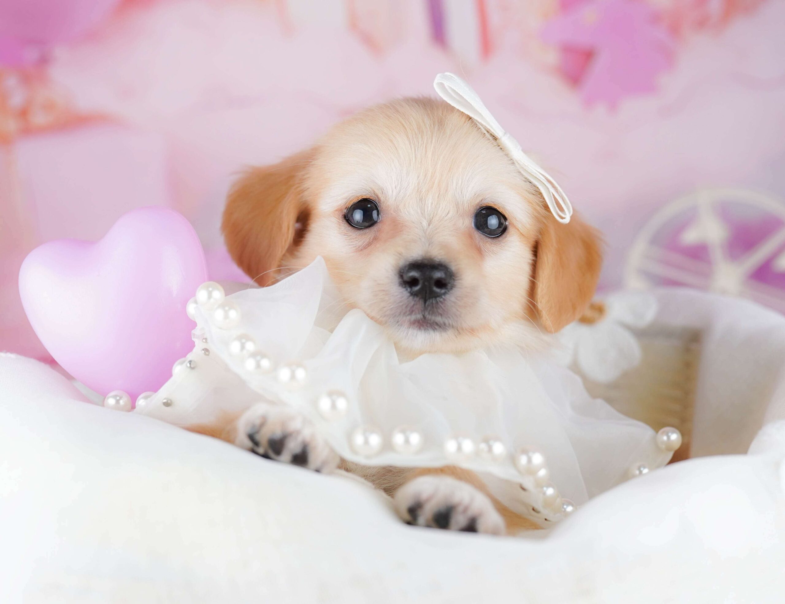 チワックス | 男の子 | クリーム | 2026年1月31日