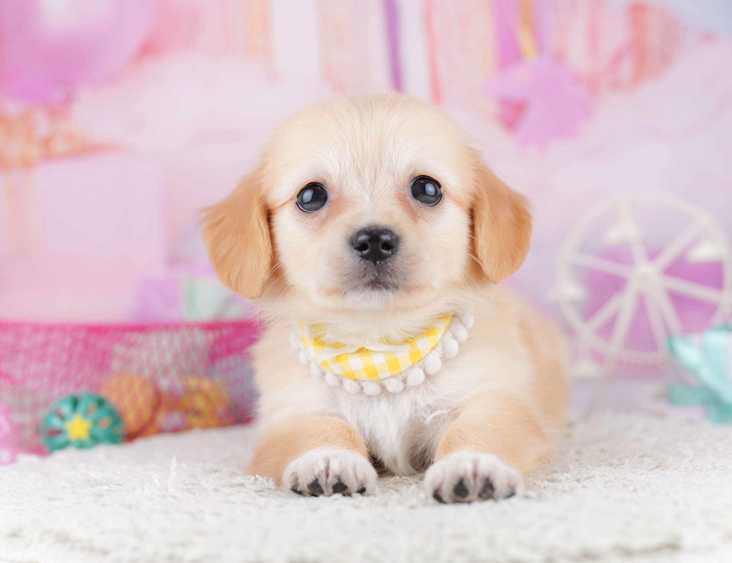 チワックス | 男の子 | クリーム | 2026年1月31日