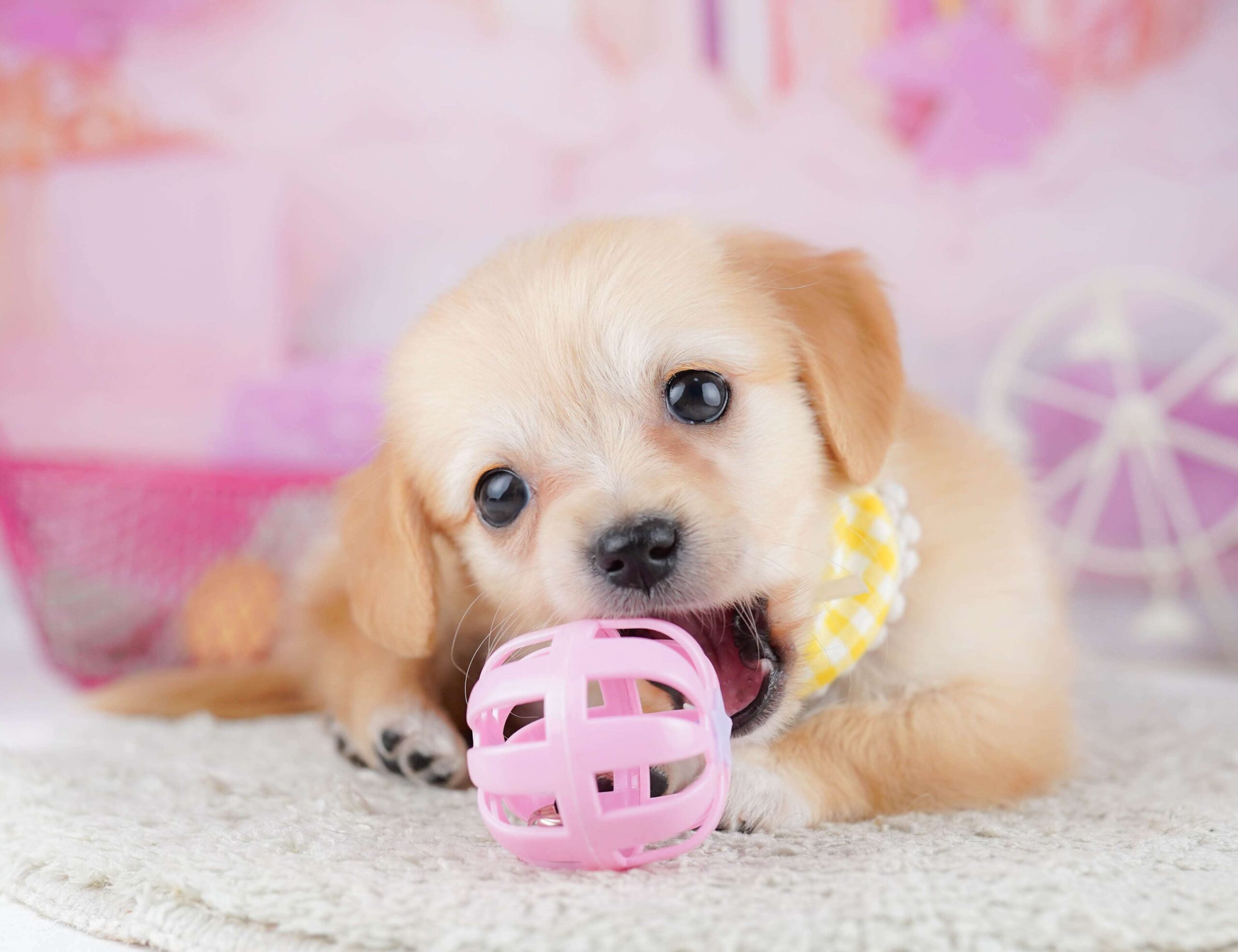 チワックス | 男の子 | クリーム | 2026年1月31日