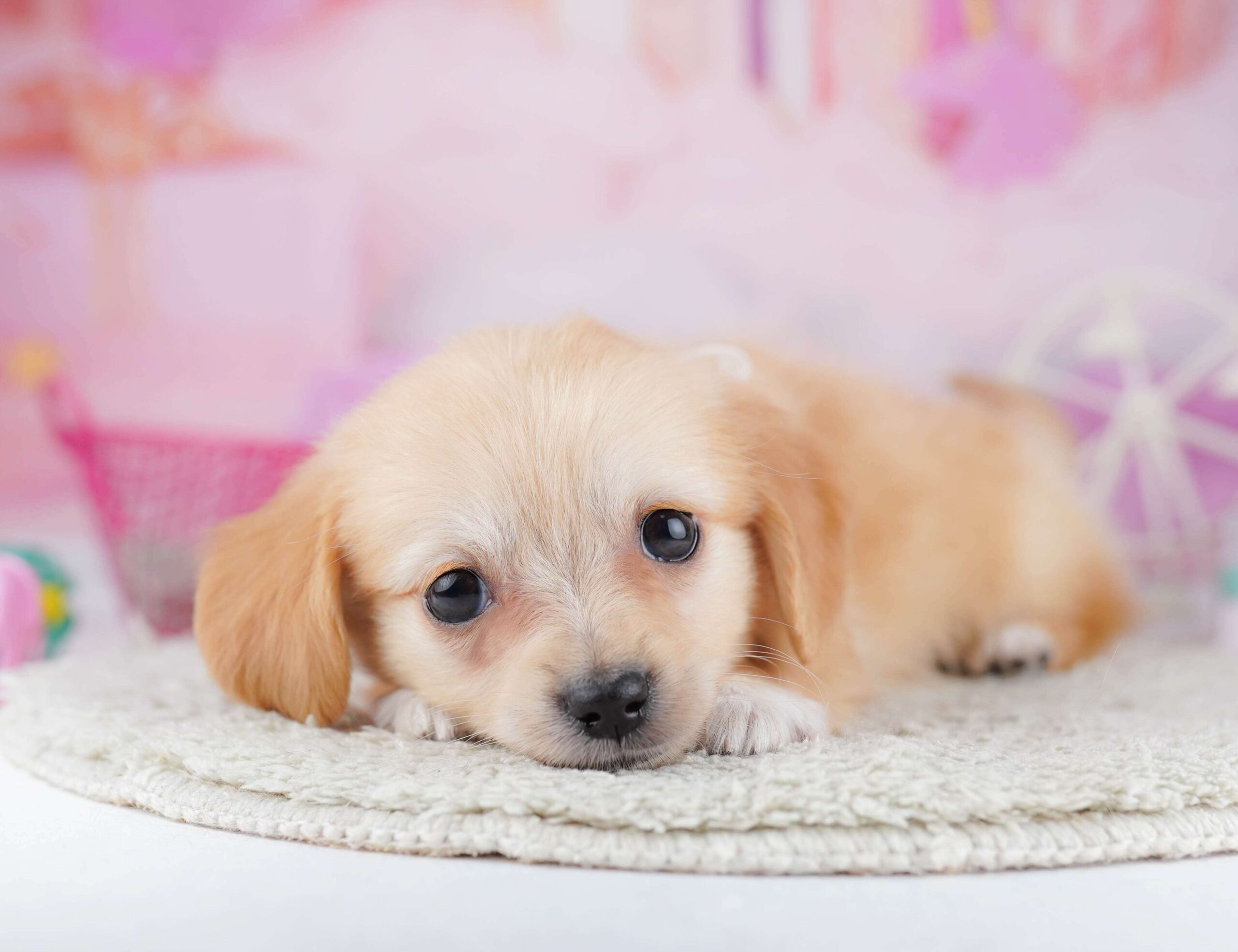 チワックス | 男の子 | クリーム | 2026年1月31日