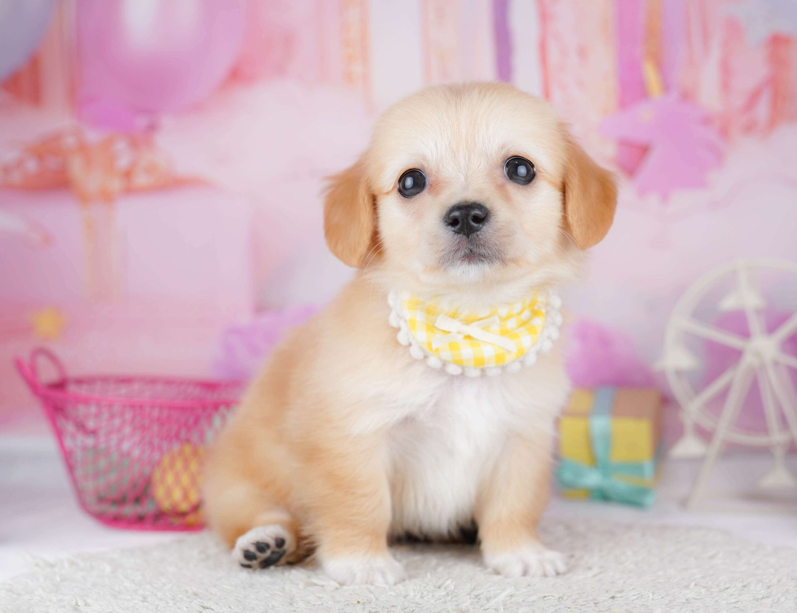 チワックス | 男の子 | クリーム | 2026年1月31日