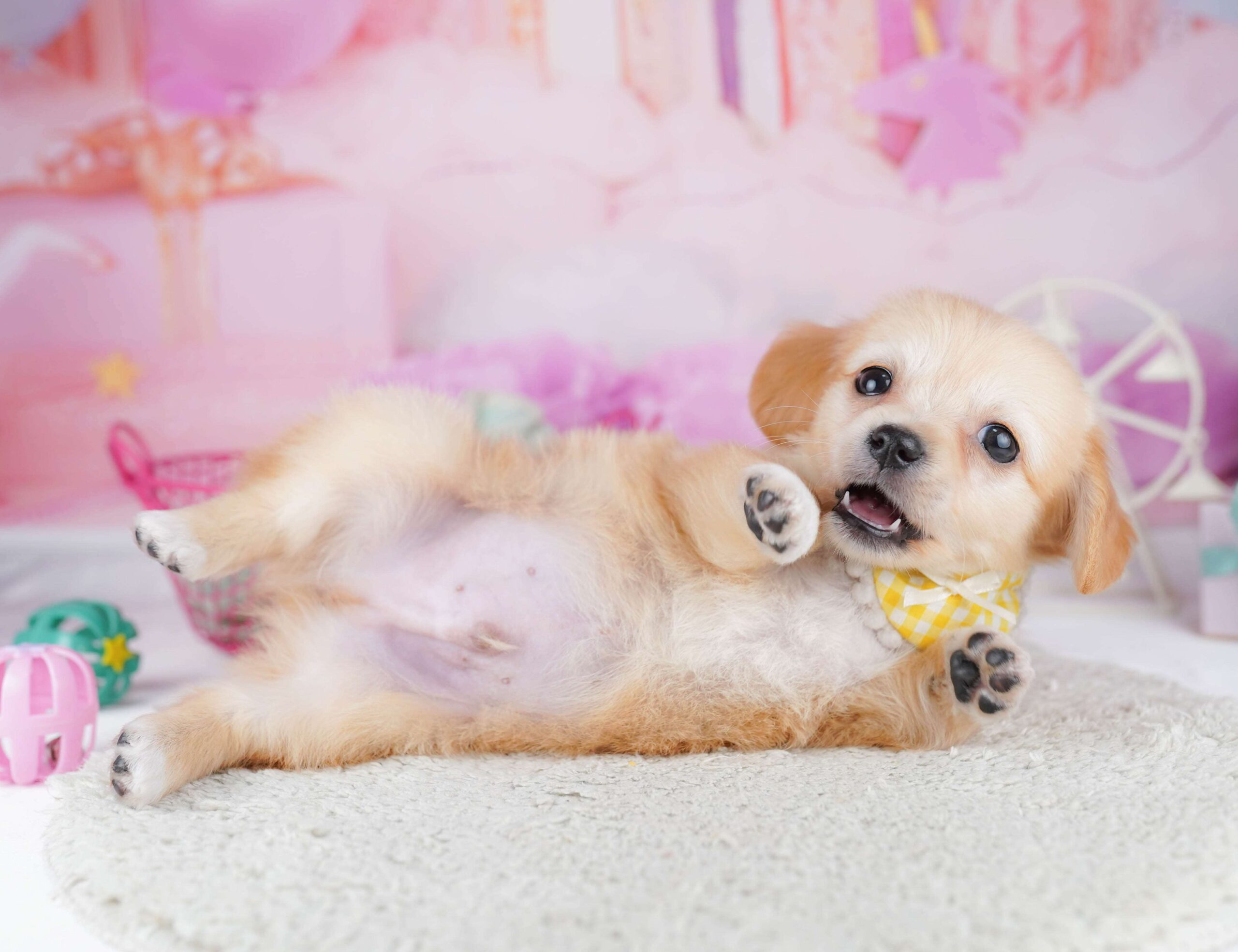 チワックス | 男の子 | クリーム | 2026年1月31日