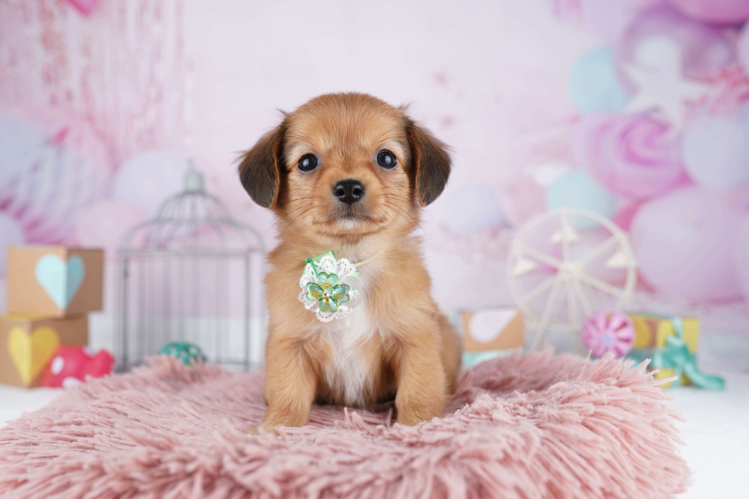 チワックス | 女の子 | レッド | 2026年1月31日（ID:dog-10007501）