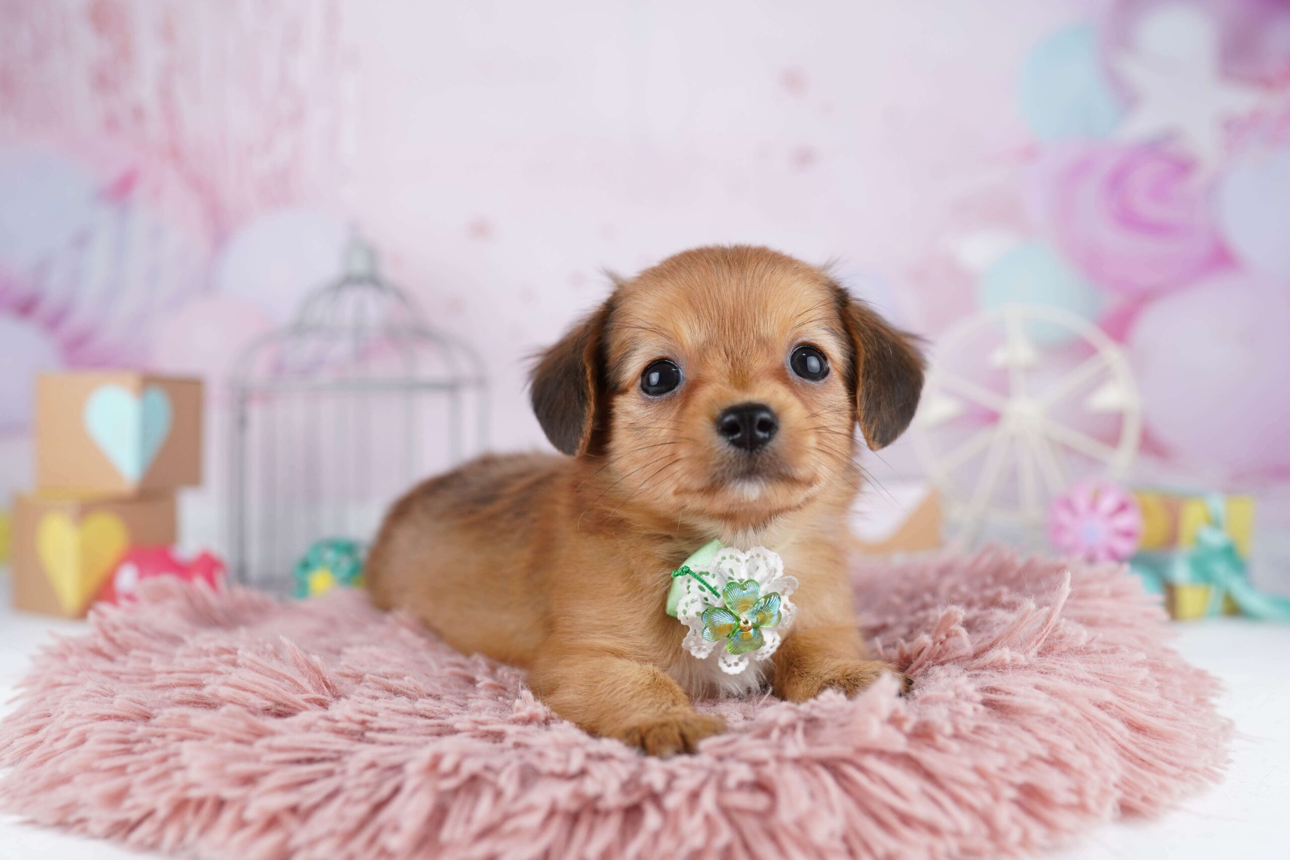 チワックス | 女の子 | レッド | 2026年1月31日（ID:dog-10007501）