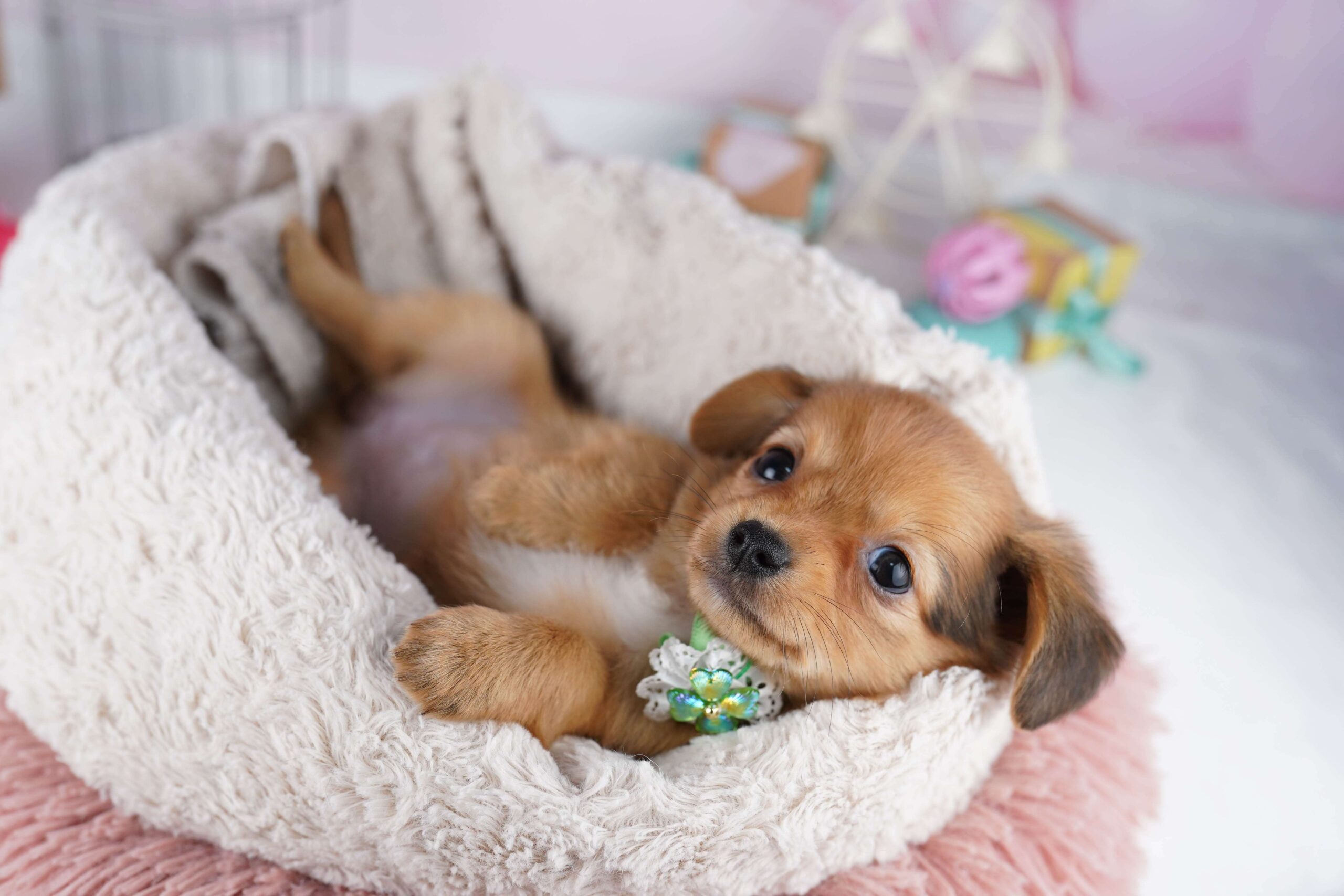 チワックス | 女の子 | レッド | 2026年1月31日（ID:dog-10007501）