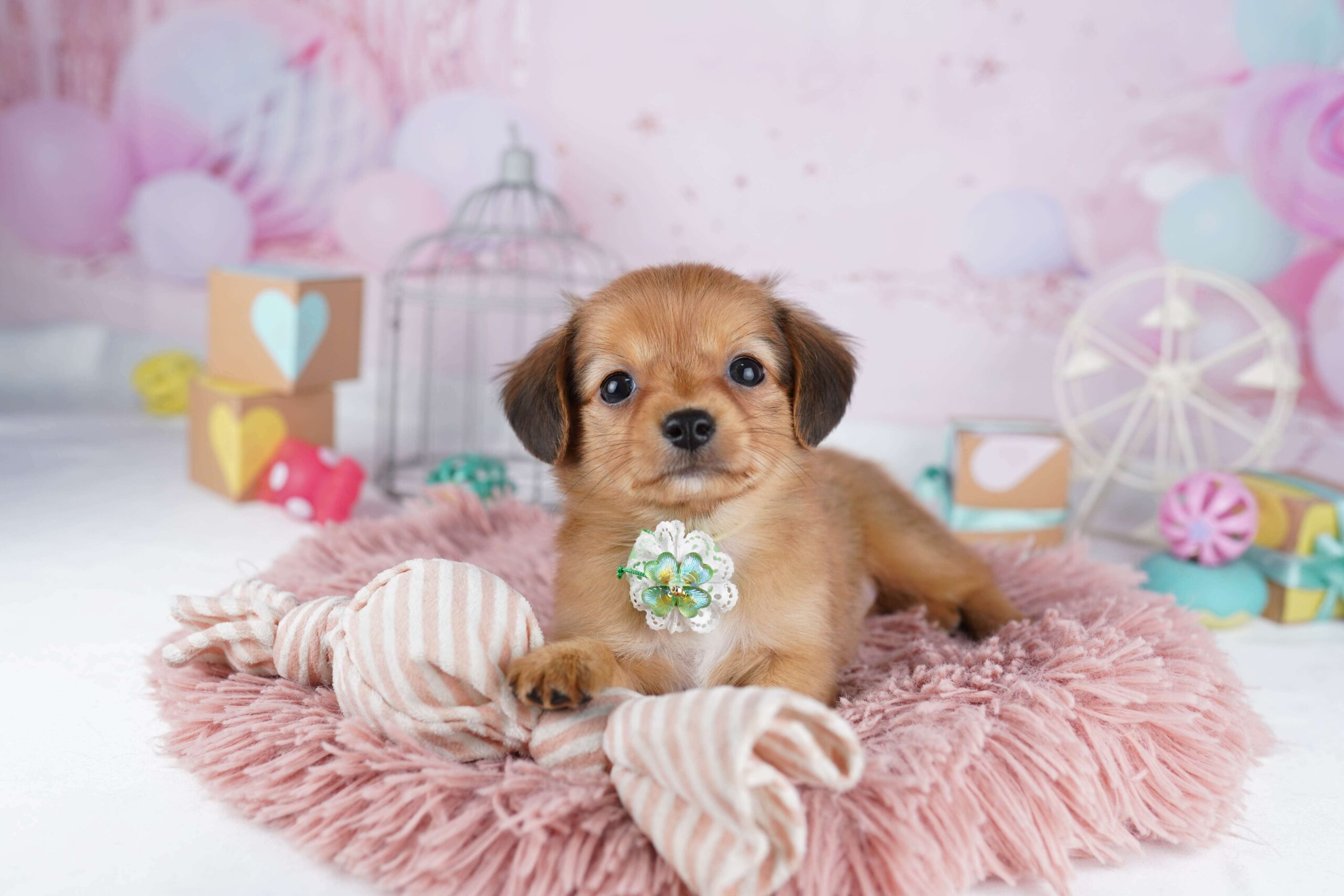 チワックス | 女の子 | レッド | 2026年1月31日（ID:dog-10007501）