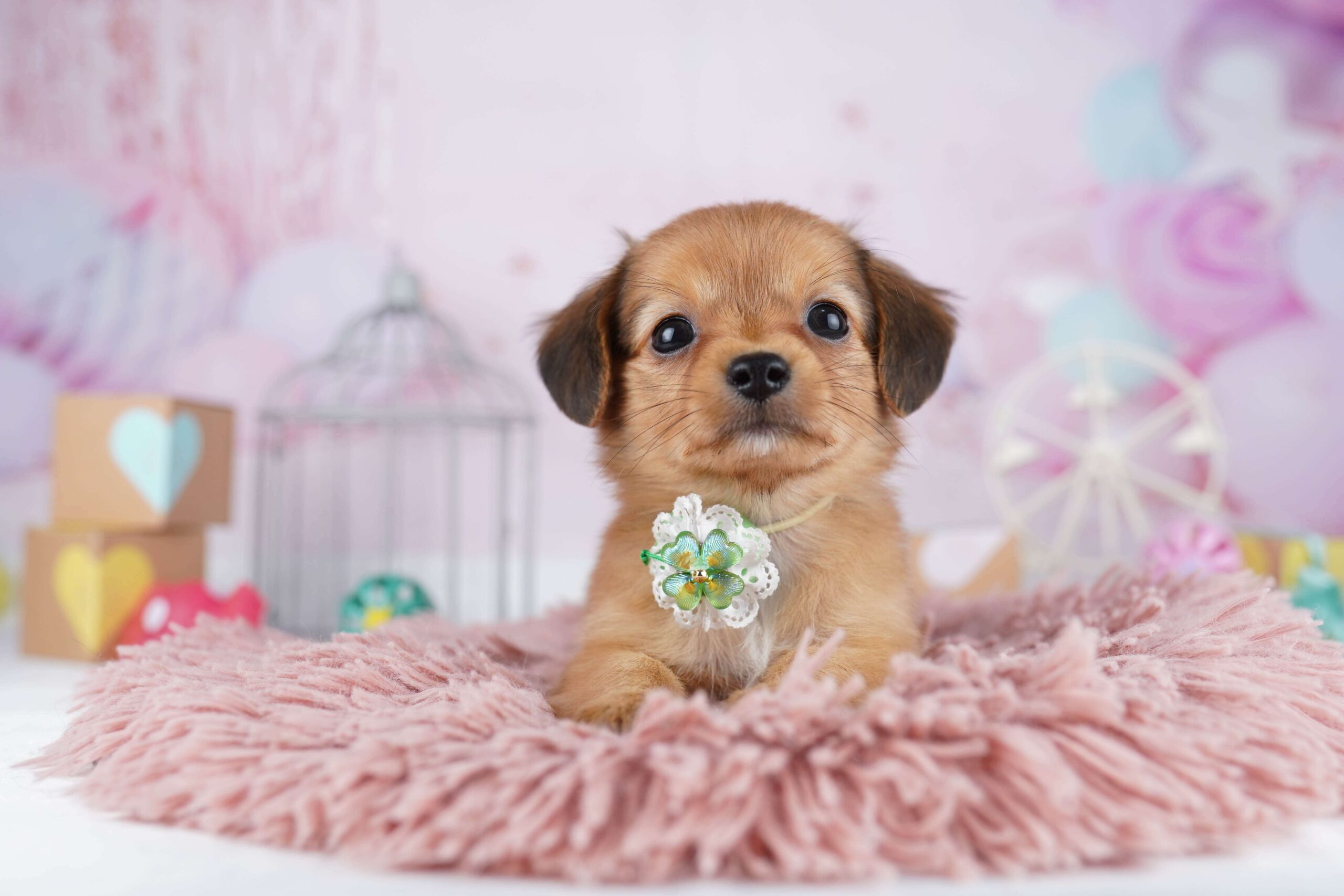 チワックス | 女の子 | レッド | 2026年1月31日（ID:dog-10007501）