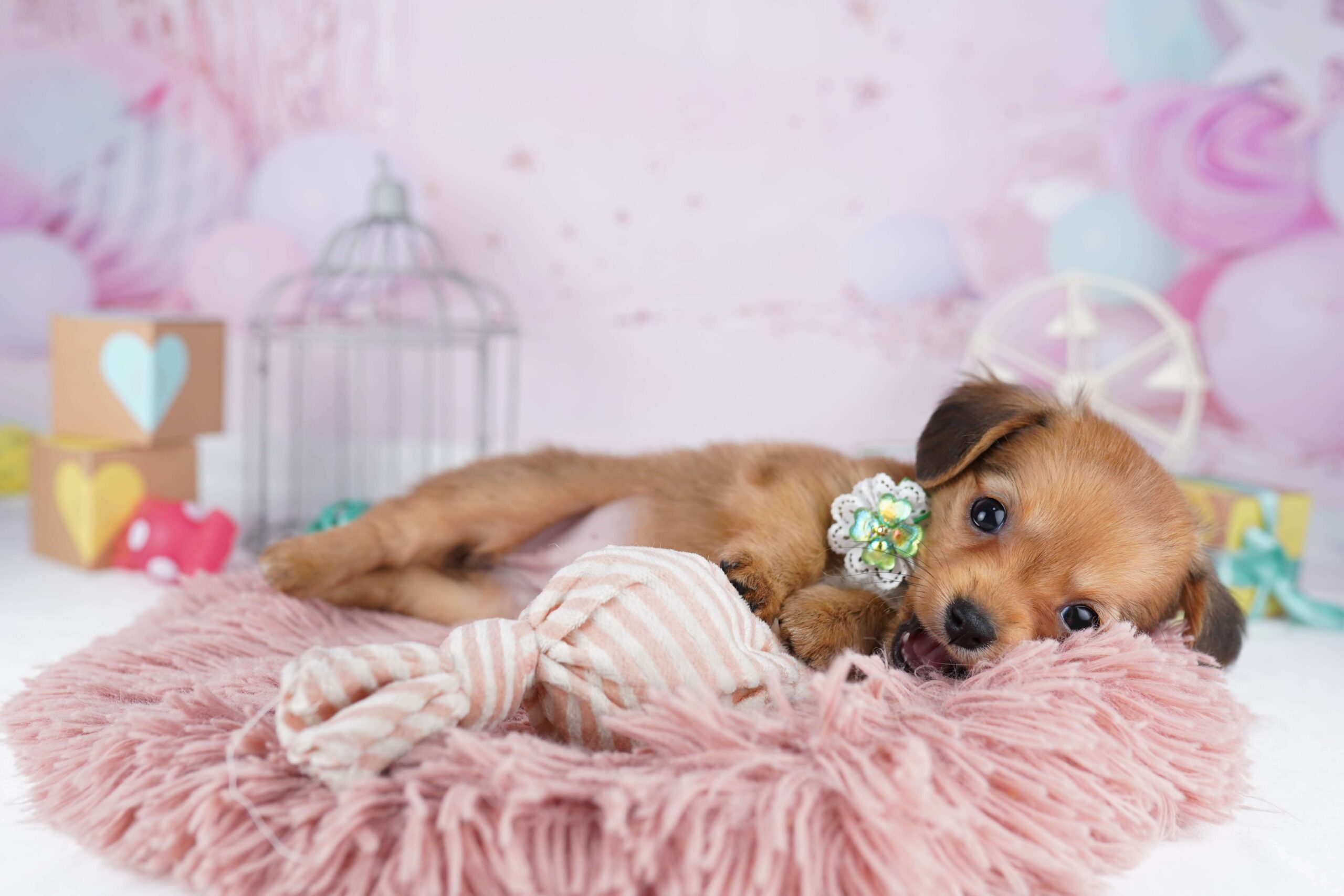 チワックス | 女の子 | レッド | 2026年1月31日（ID:dog-10007501）